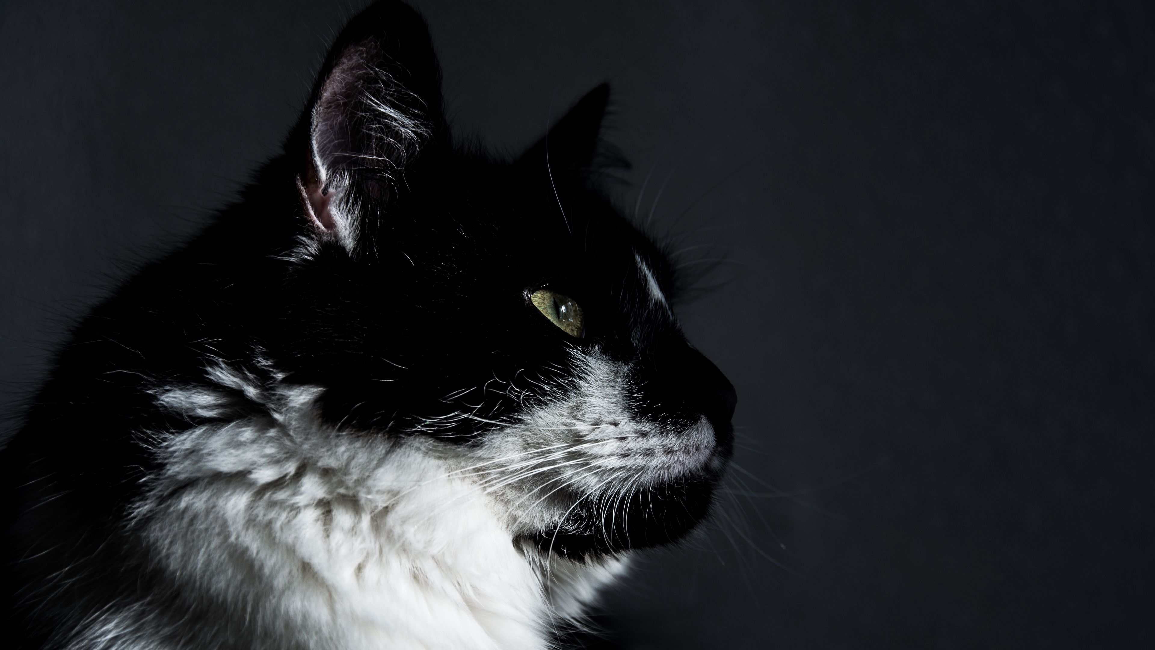 cat, muzzle, profile, 4k, HD Wallpaper