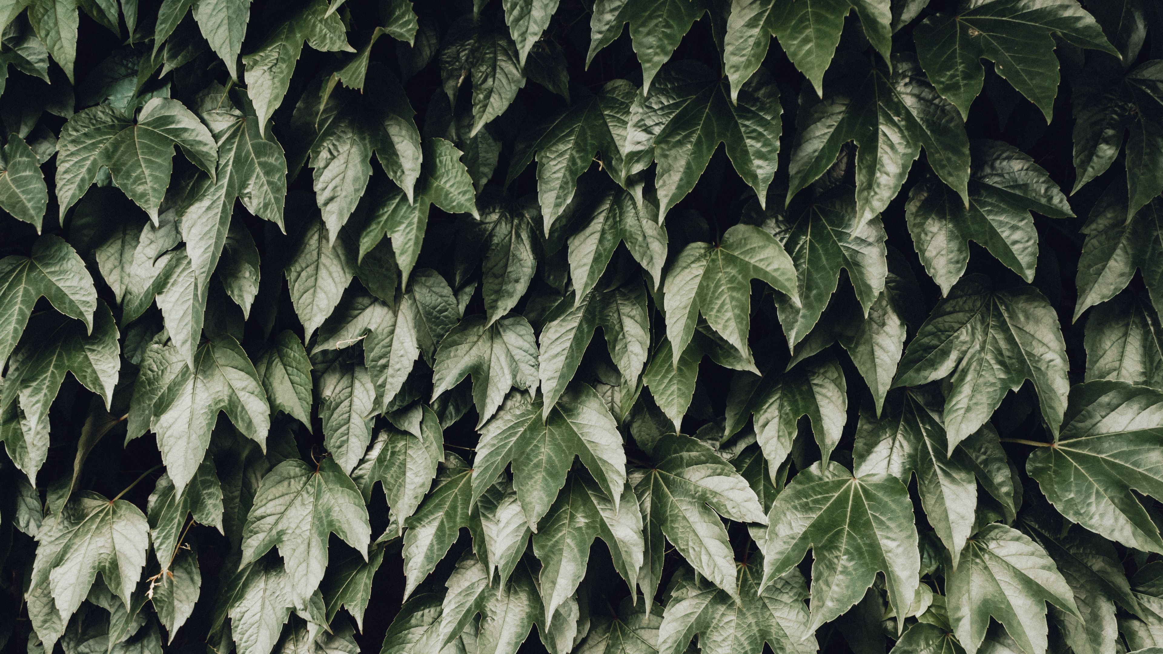 foliage, leaves, bushes, 4k, HD Wallpaper