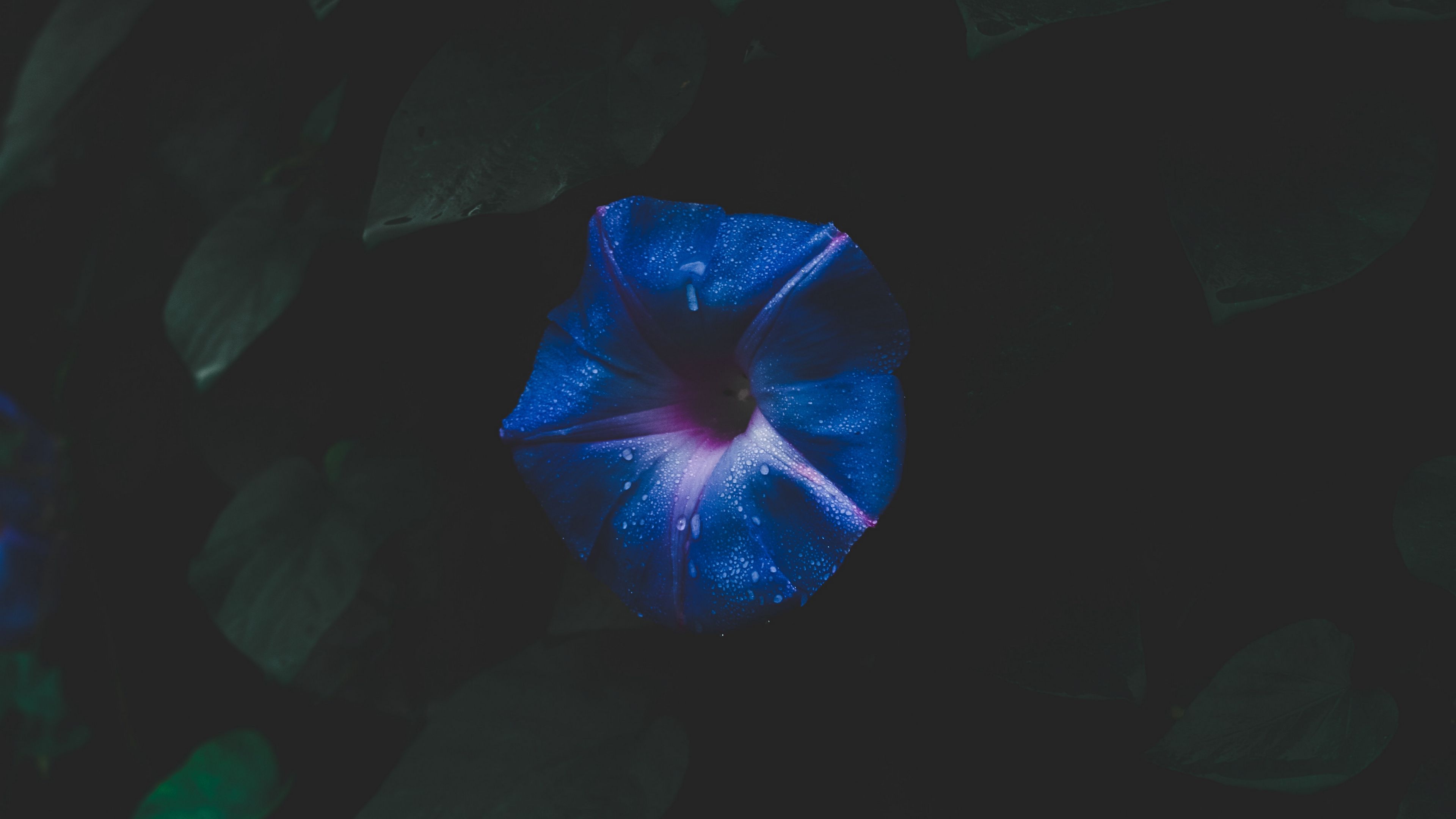 flower, space, foliage, dark, 4k, HD Wallpaper