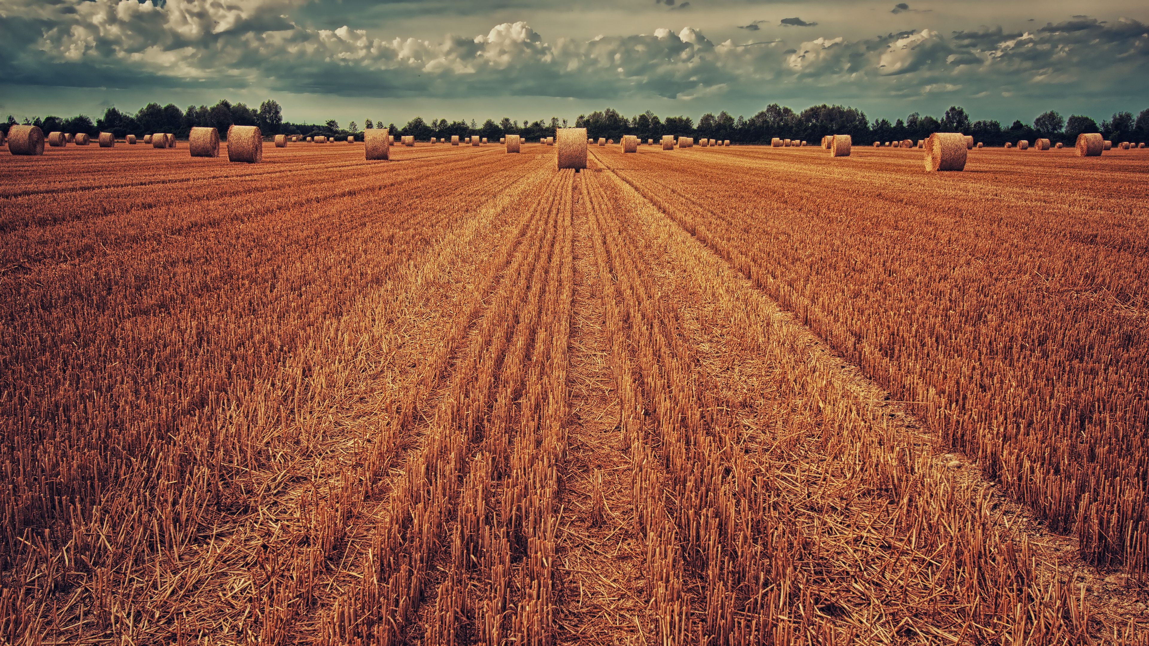 field, crop, wheat, hay, grass, 4k, HD Wallpaper