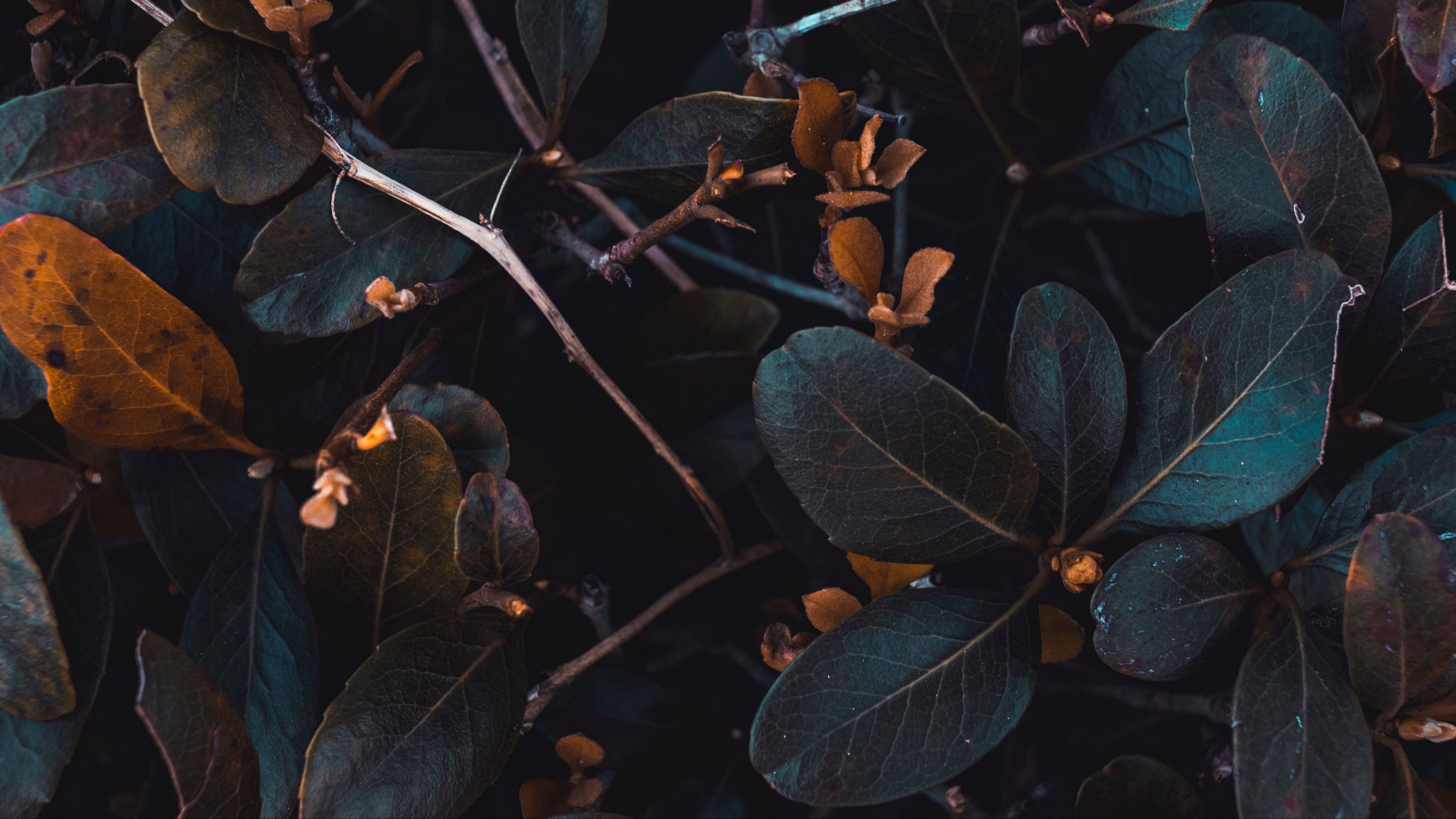 leaves, plant, branches, 4k, HD Wallpaper