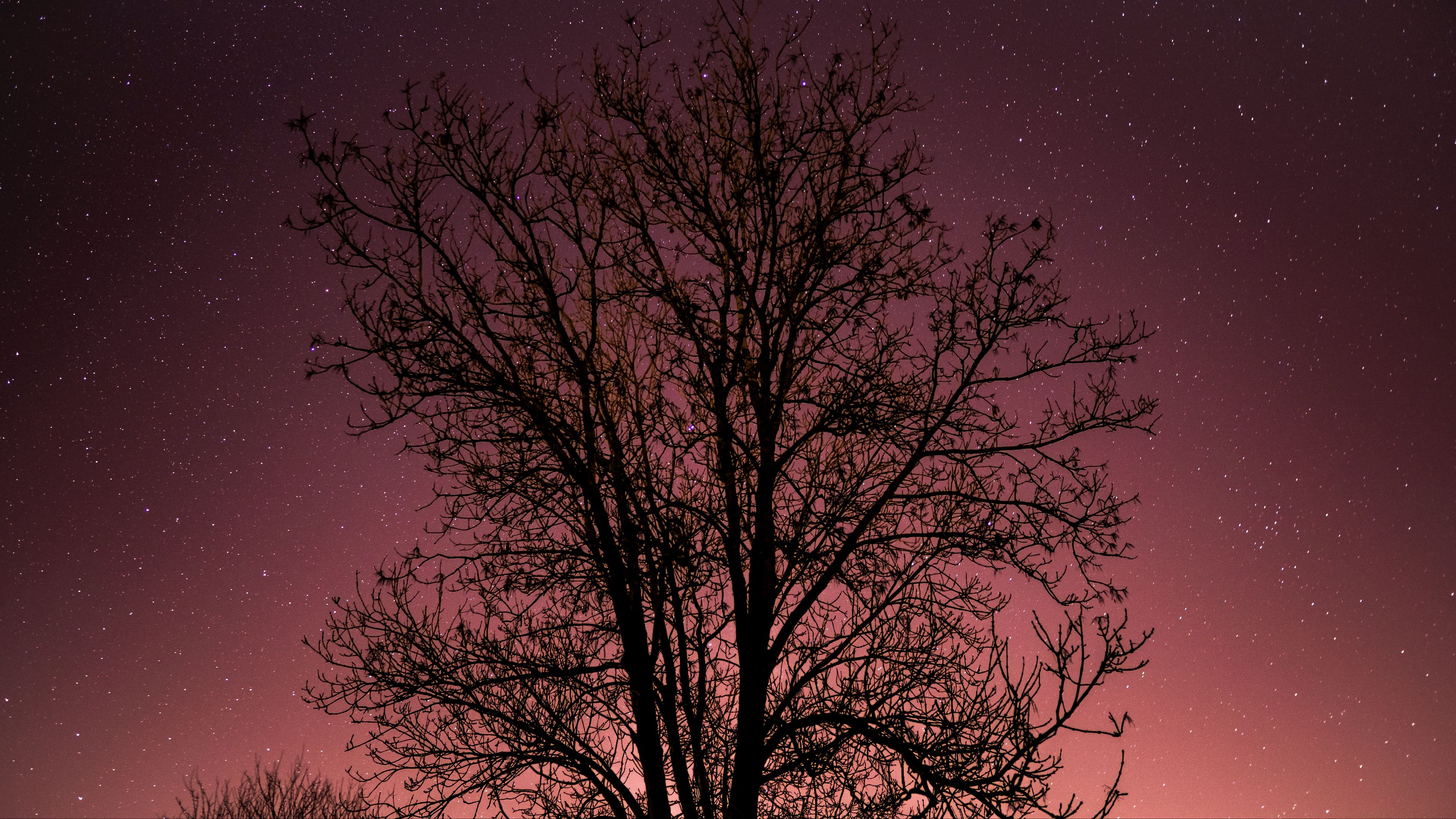tree, starry sky, stars, night, 4k, HD Wallpaper