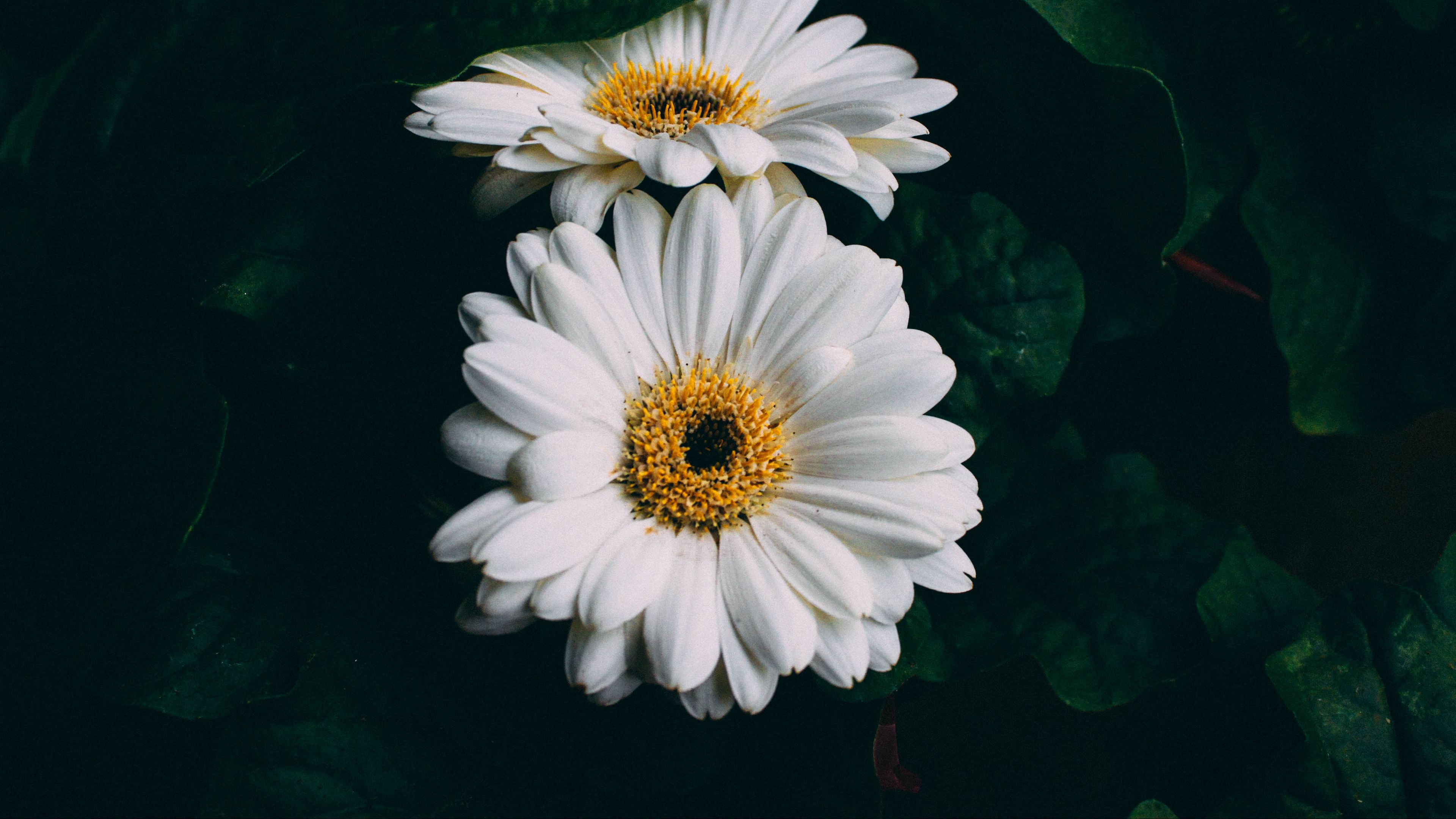 gerbera, white, flowers, 4k, HD Wallpaper