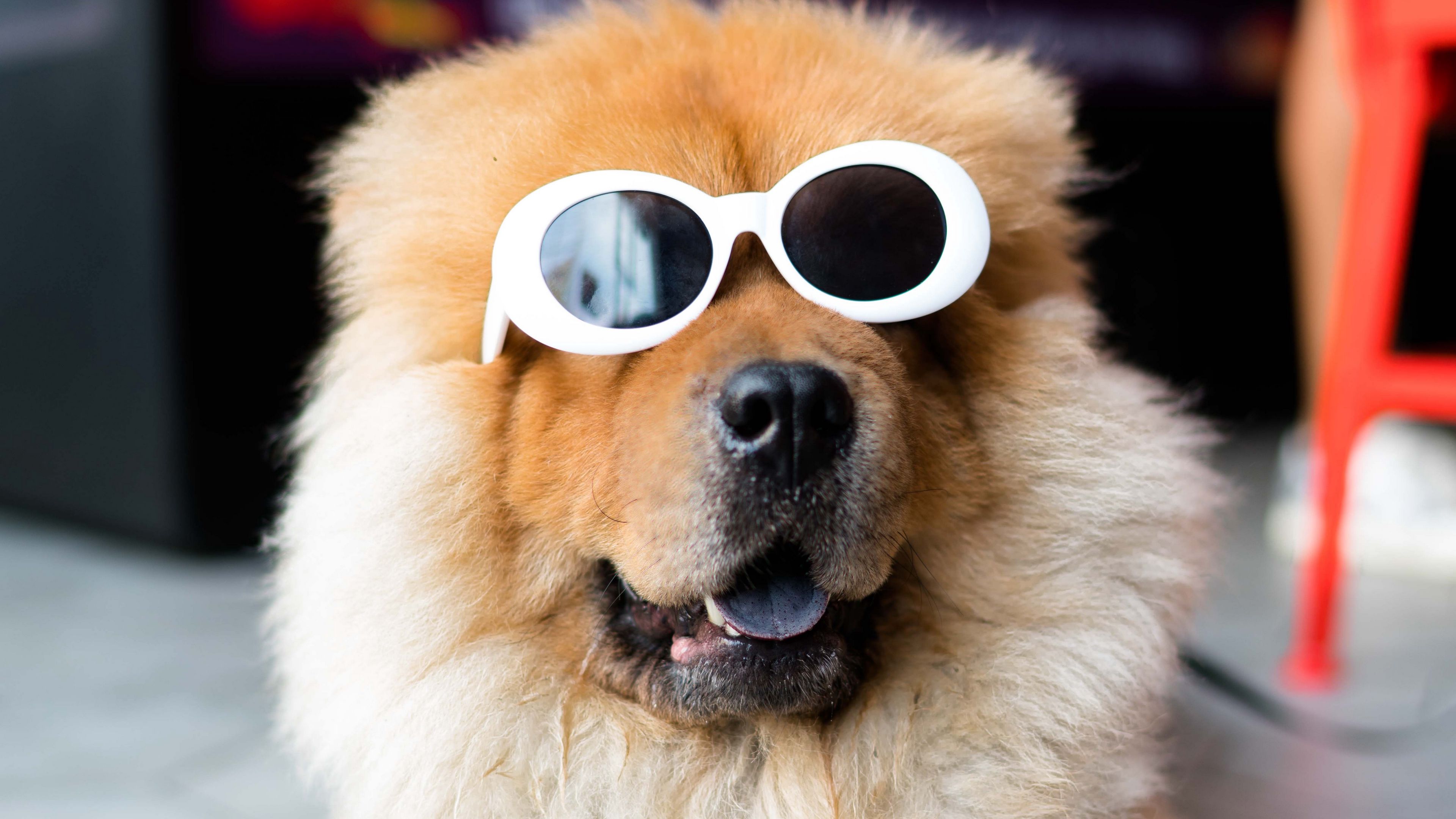 chow-chow, dog, muzzle, glasses, cool, 4k, HD Wallpaper