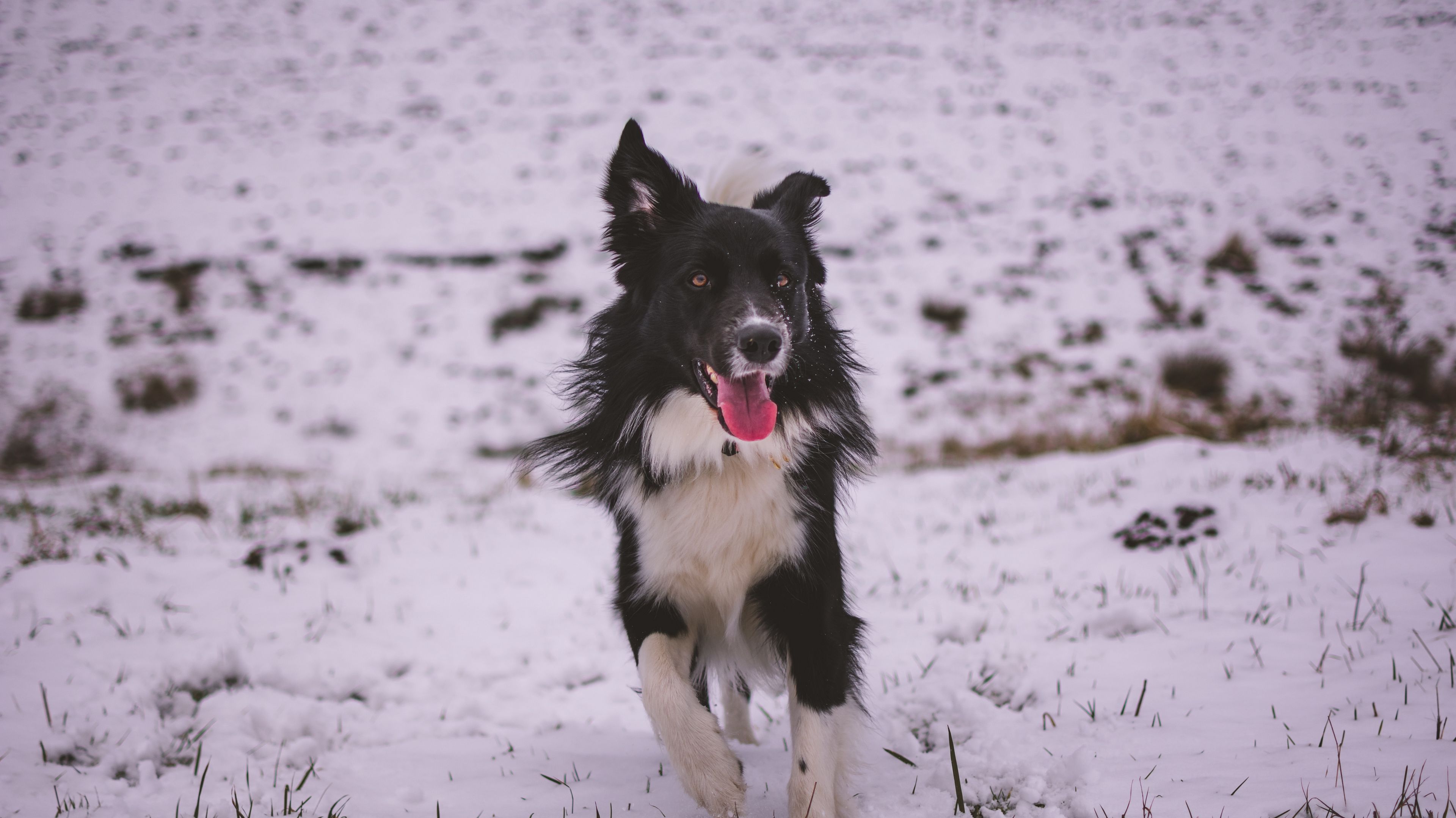 dog, walk, winter, 4k, HD Wallpaper