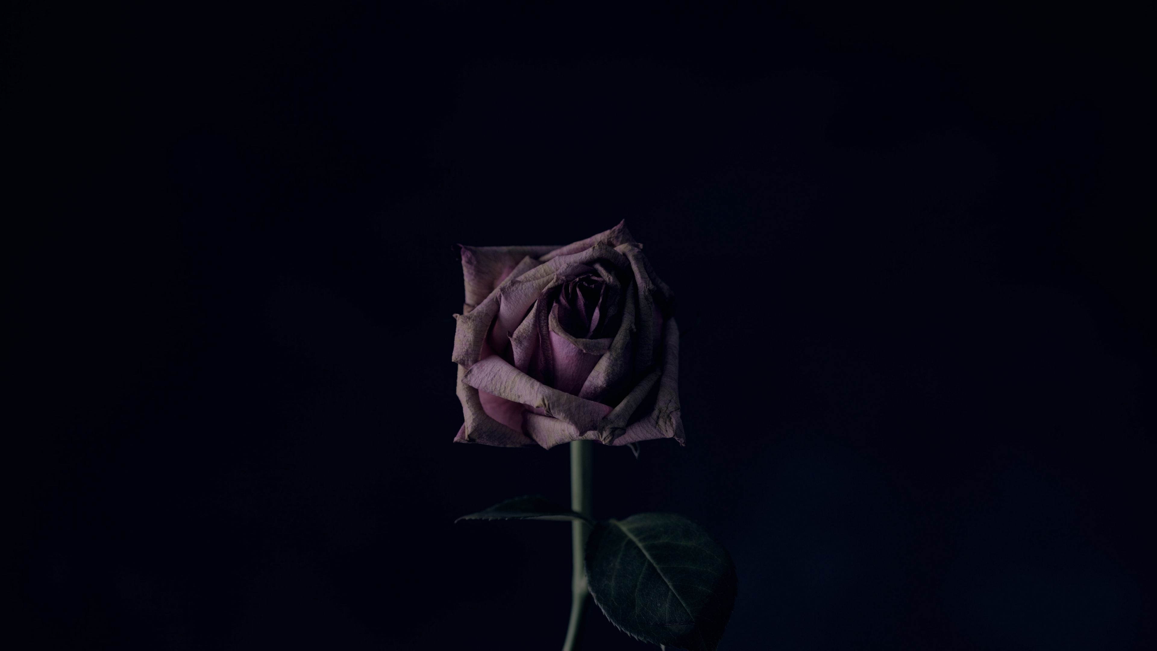 rose, flower, black background, bud, 4k, HD Wallpaper