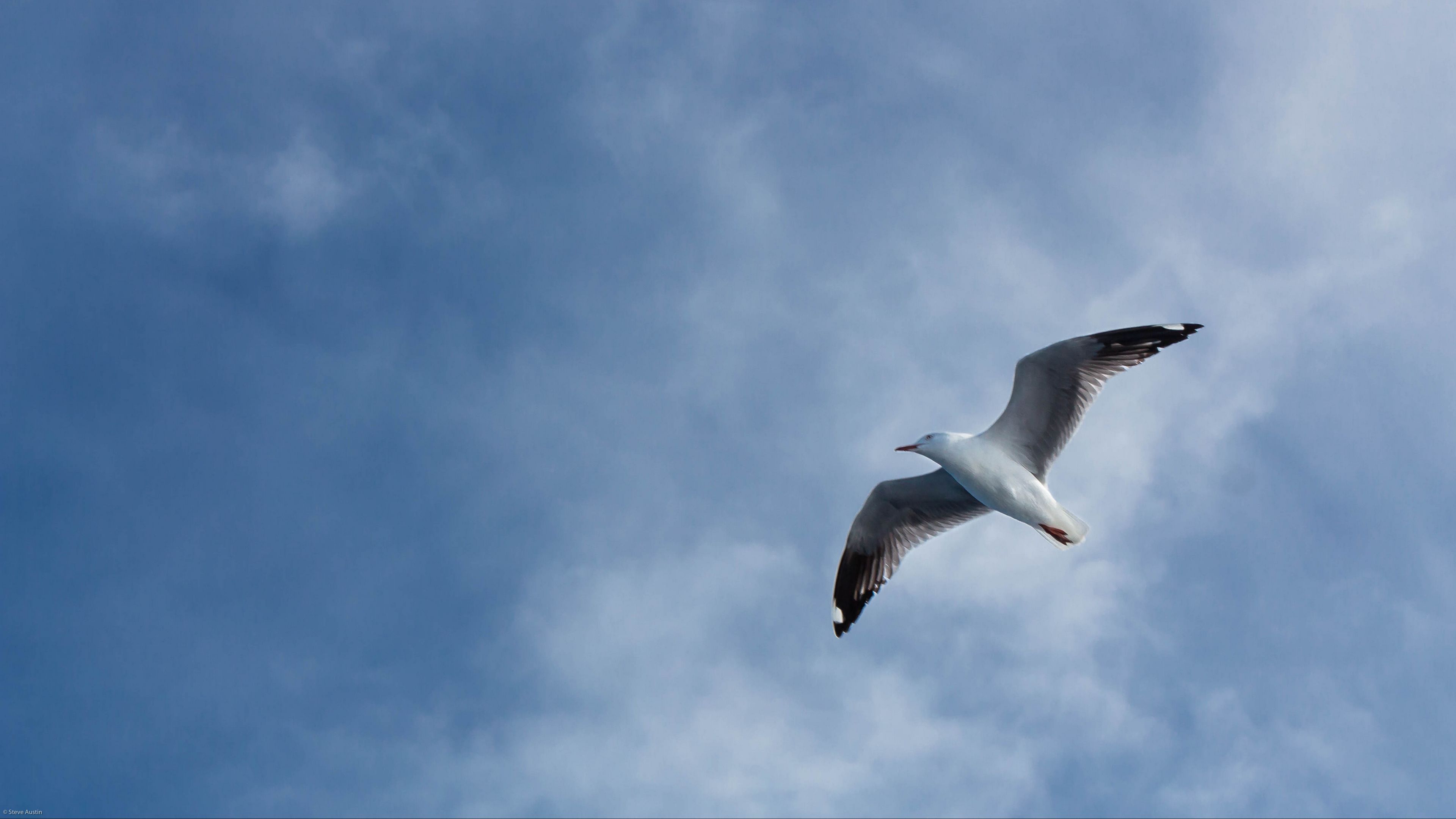 seagull, flight, wings, sky, 4k, HD Wallpaper