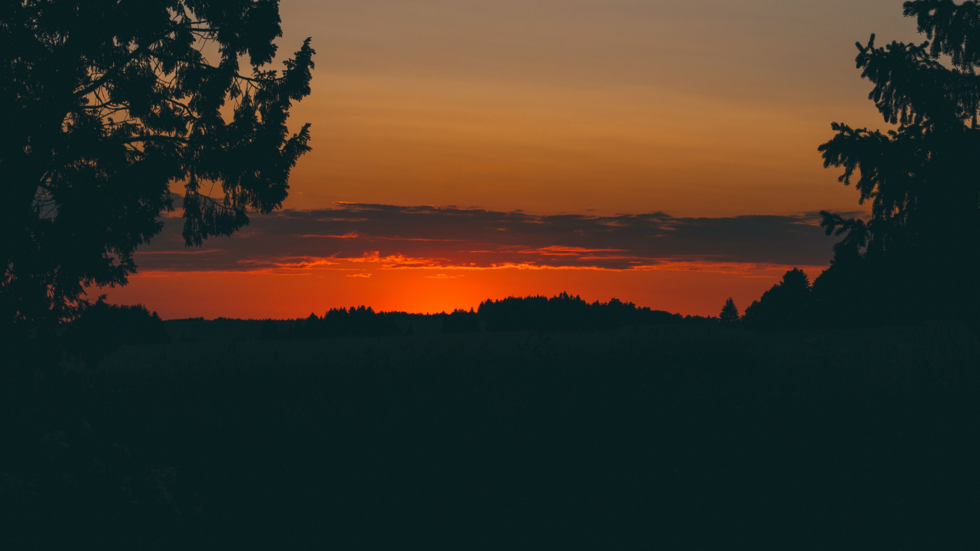 sunset, trees, horizon, 4k, HD Wallpaper