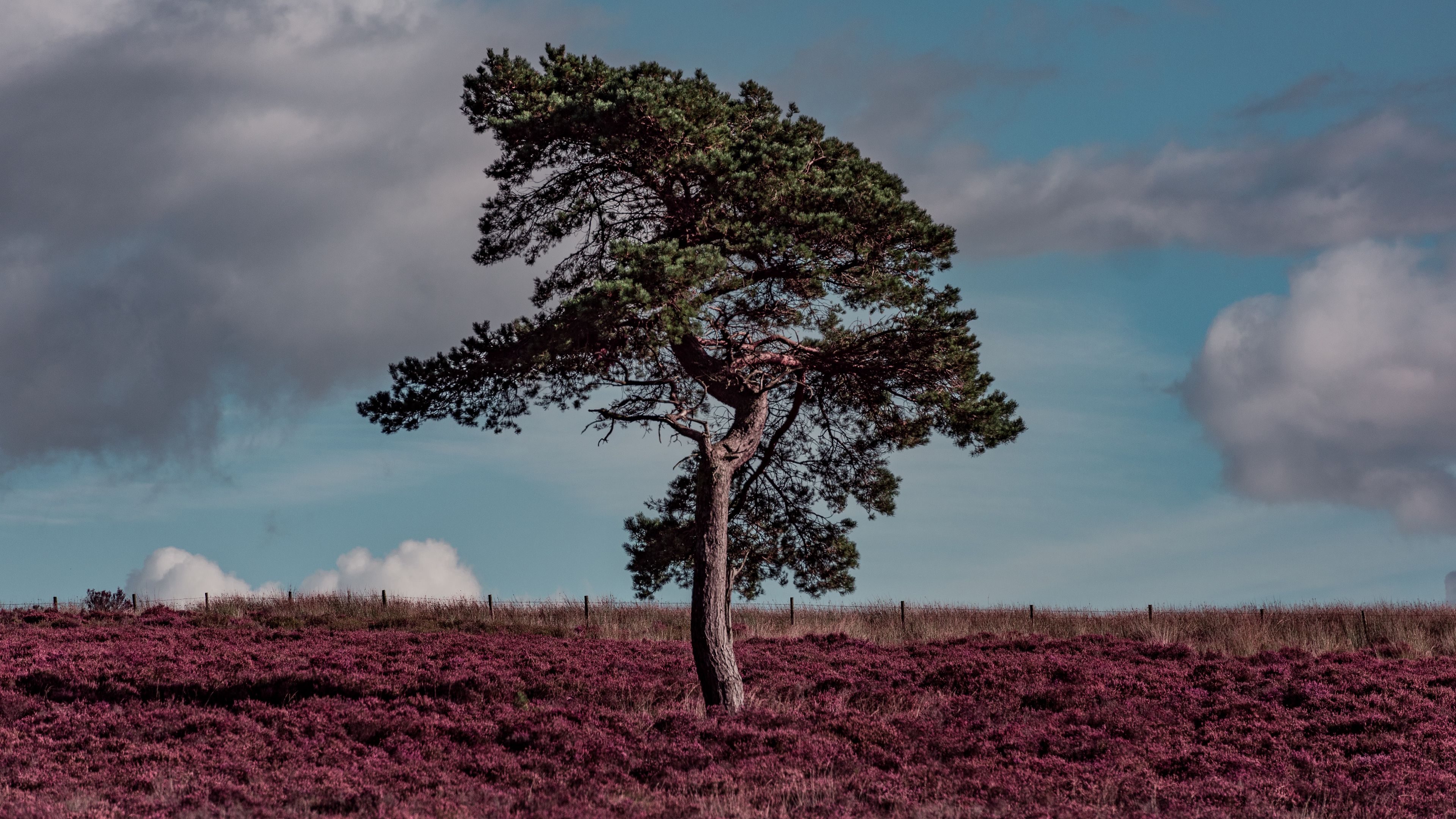 tree, erica arborea, grass, field, 4k, HD Wallpaper