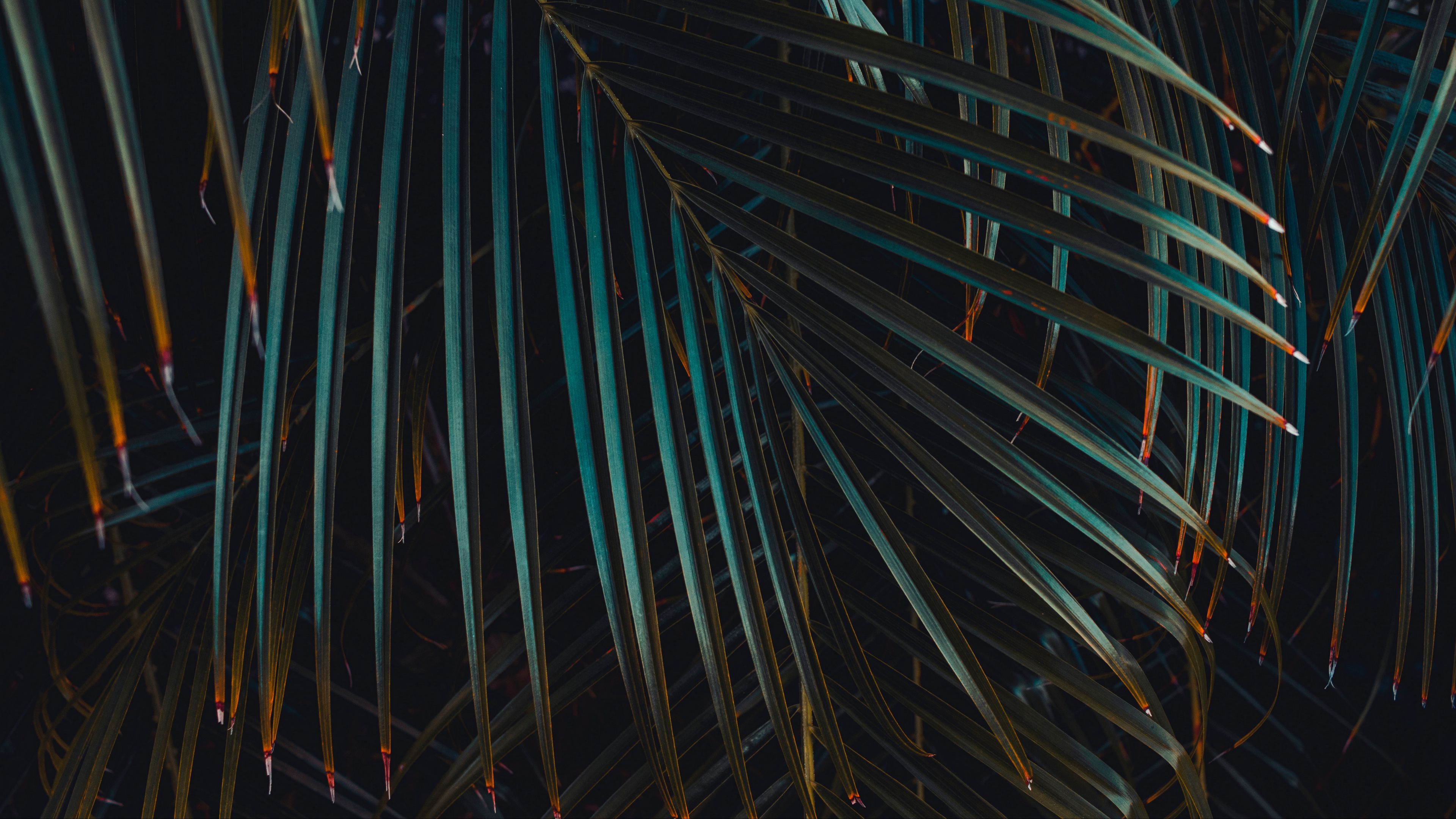 leaves, branches, plant, 4k, HD Wallpaper