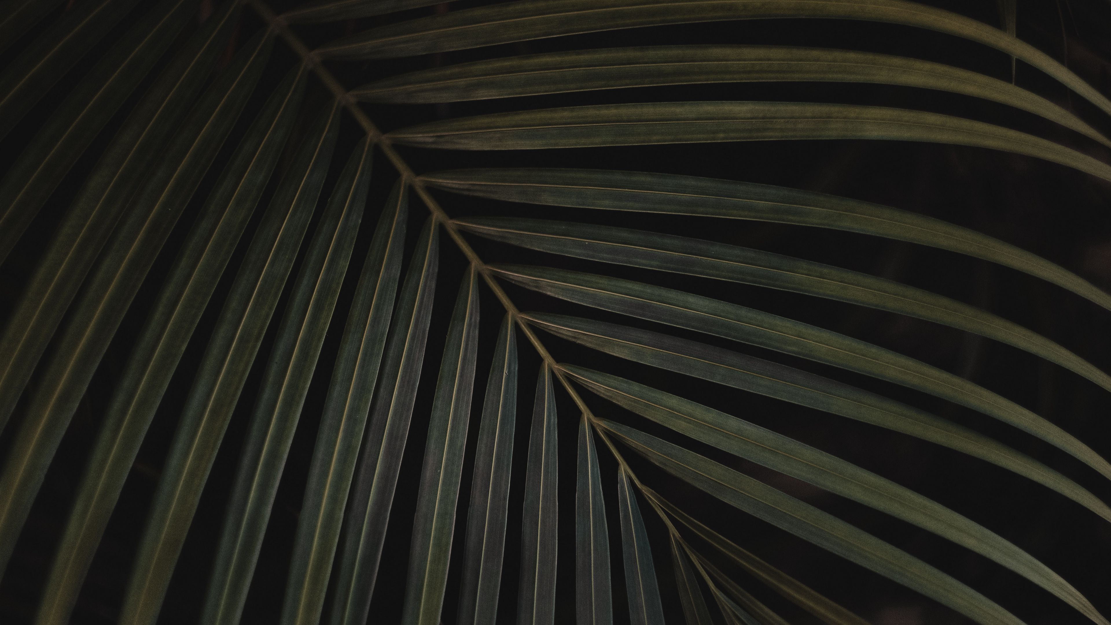 leaf, carved, plant, green, 4k, HD Wallpaper