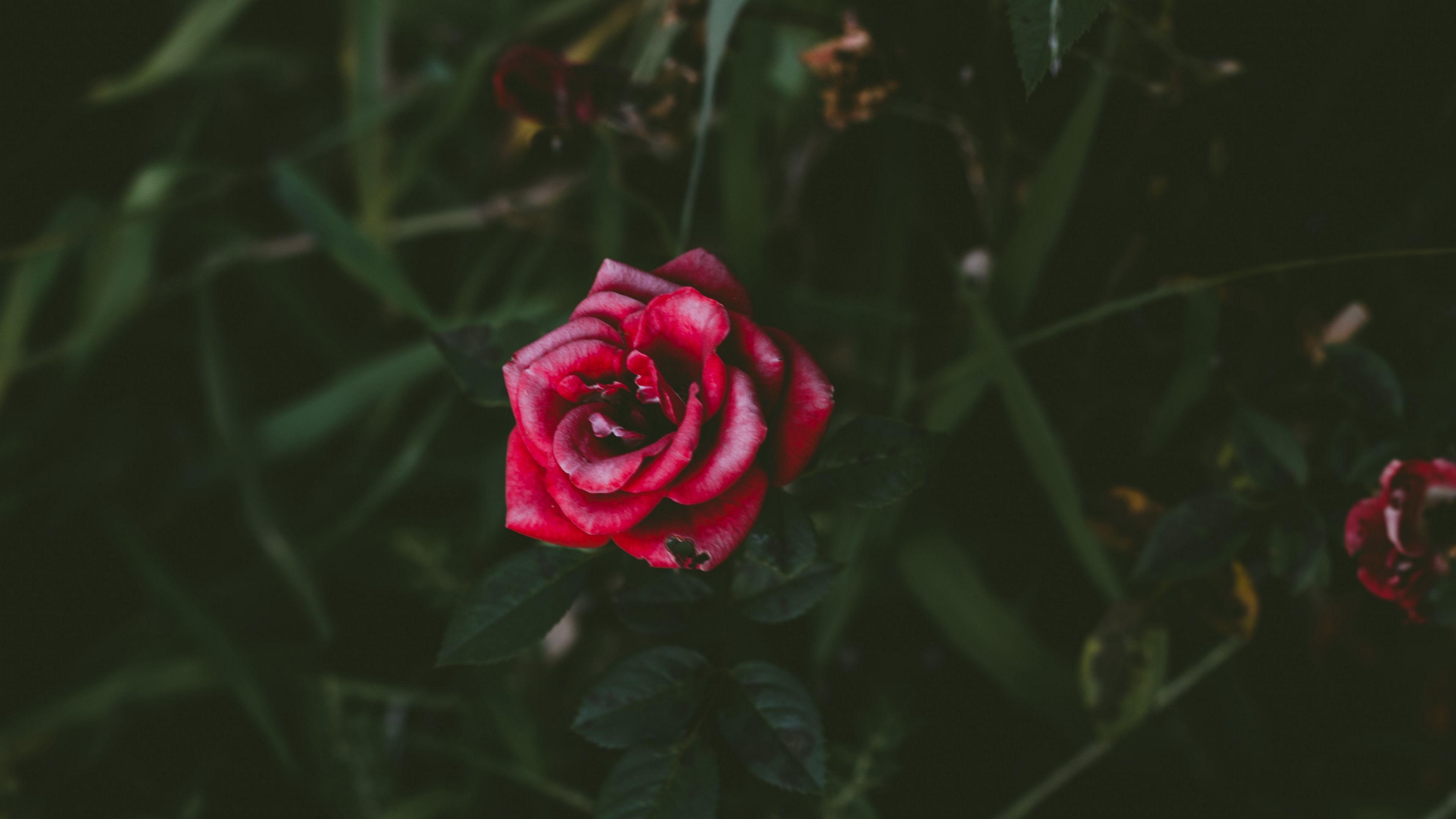 rose, bud, bush, petals, 4k, HD Wallpaper