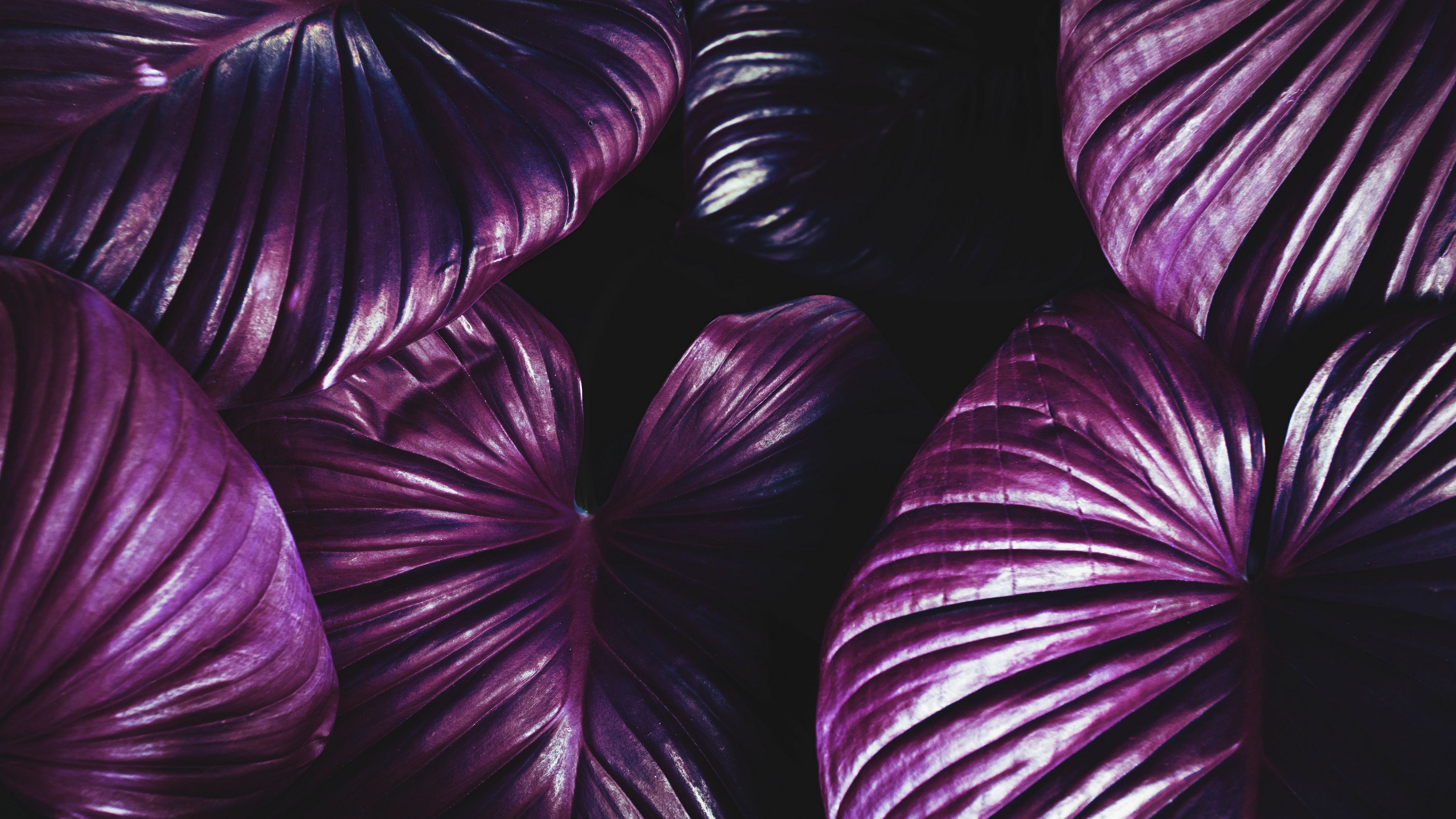 leaves, plant, violet, 4k, HD Wallpaper