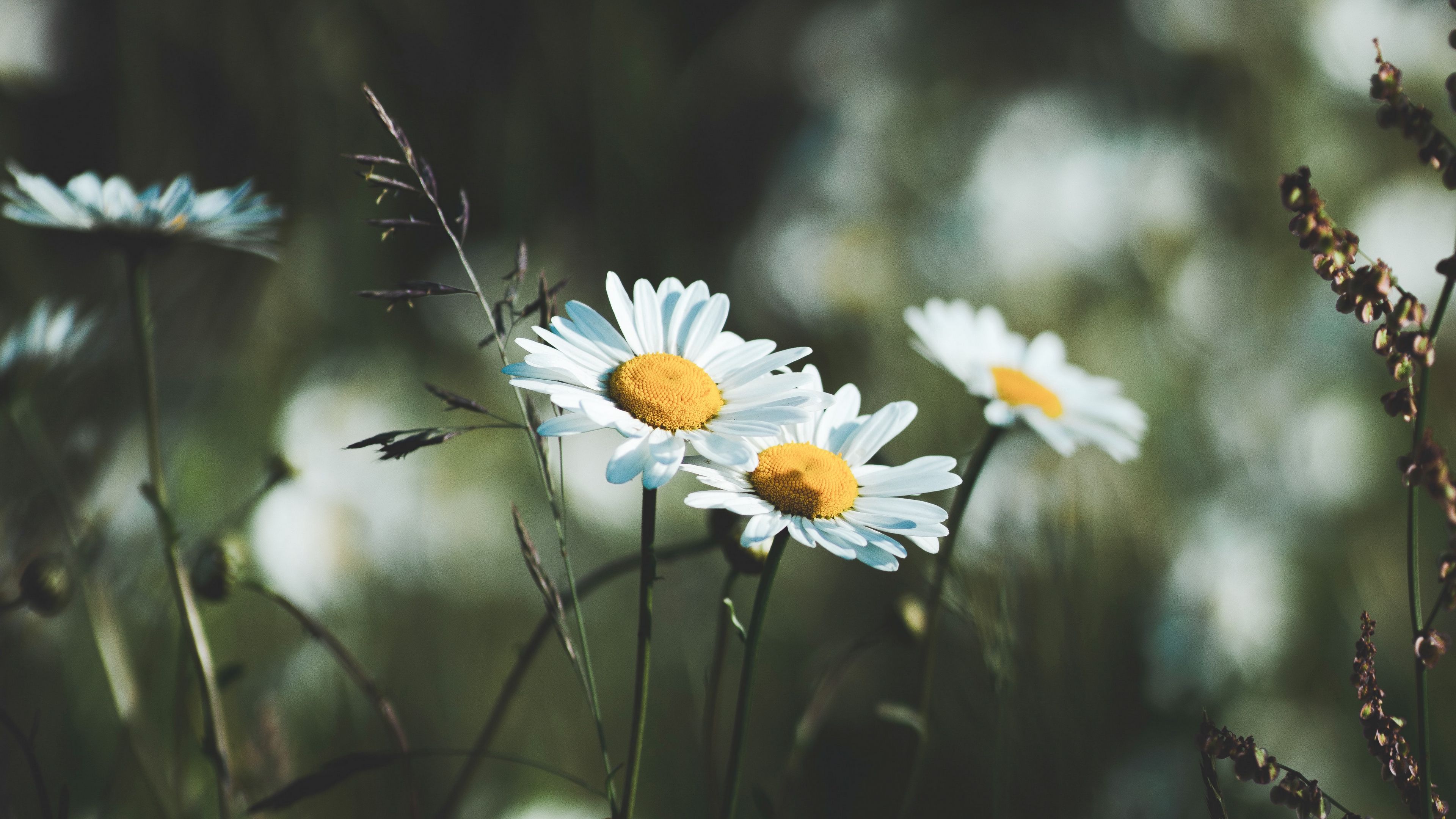 daisies, flowers, wildflowers, grass, 4k, HD Wallpaper