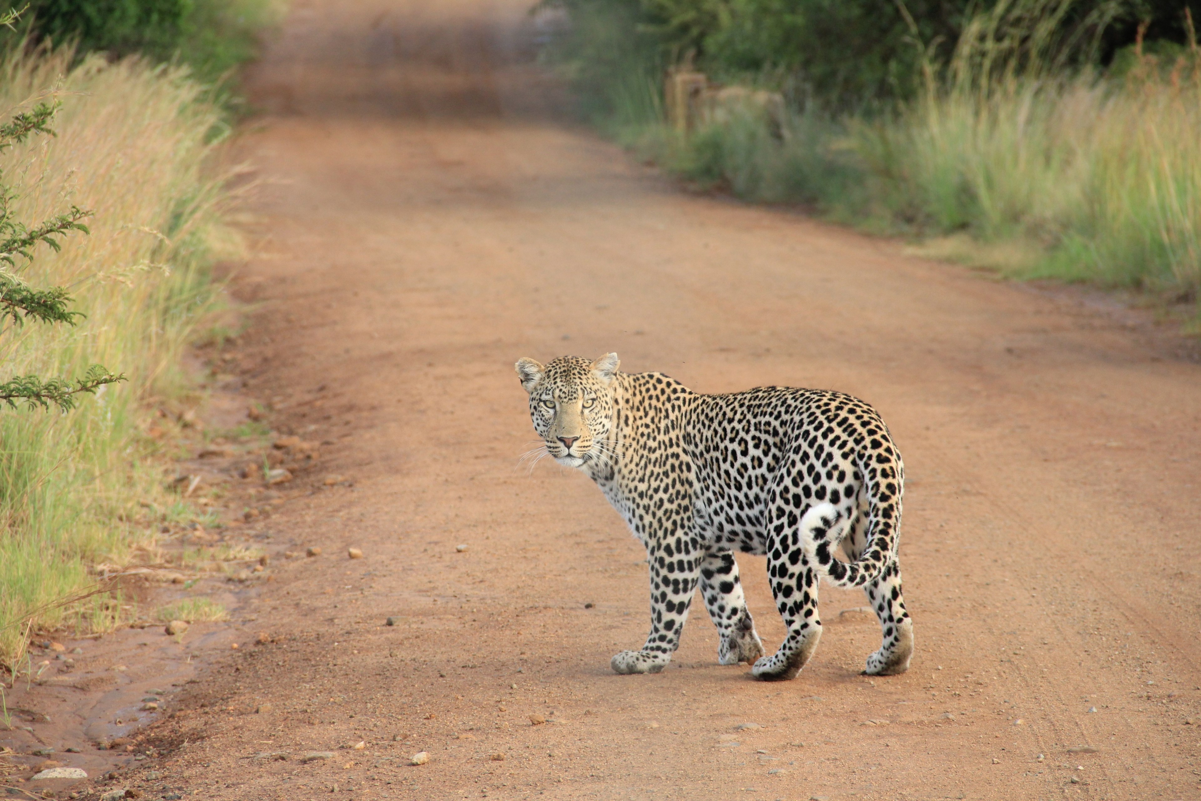 a leopard looking back at the camera on a dirt path, encounter with a leopard 4k, HD Wallpaper