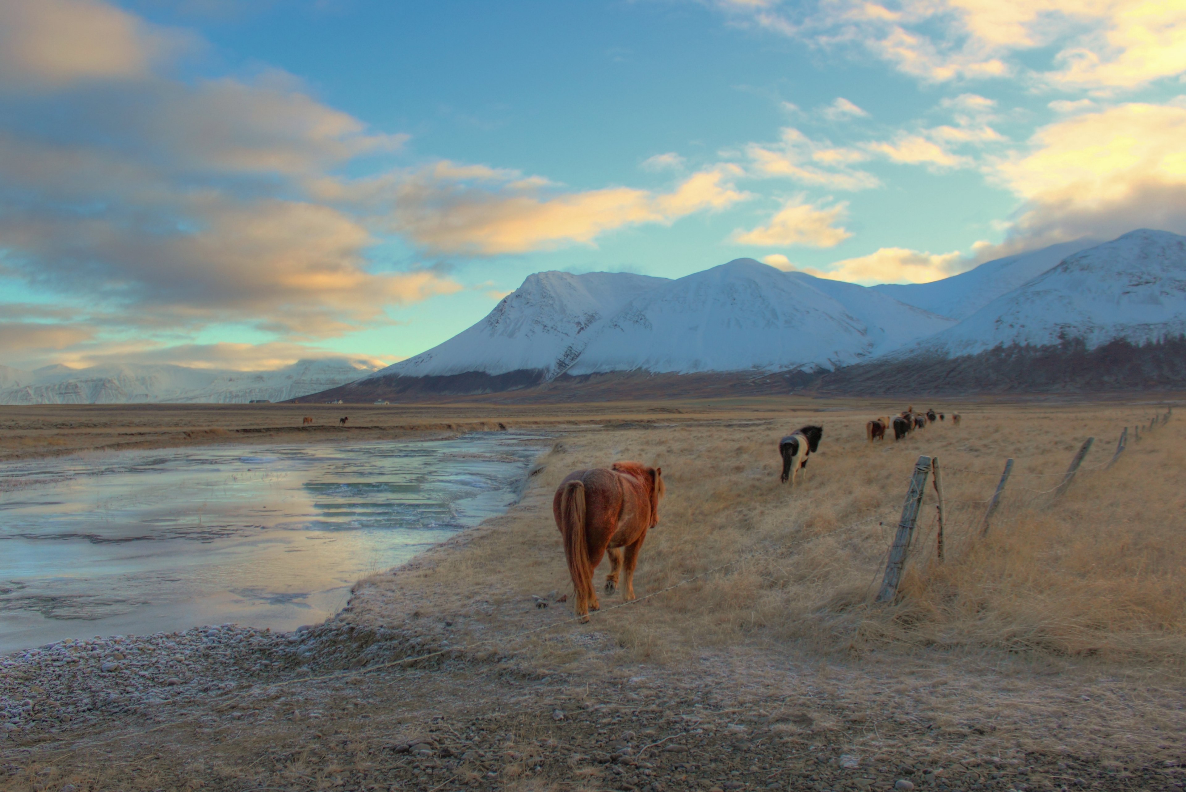 a head of horses walking in line between a wire fence and a small body of water, horses walking in line in the mountains 4k, HD Wallpaper