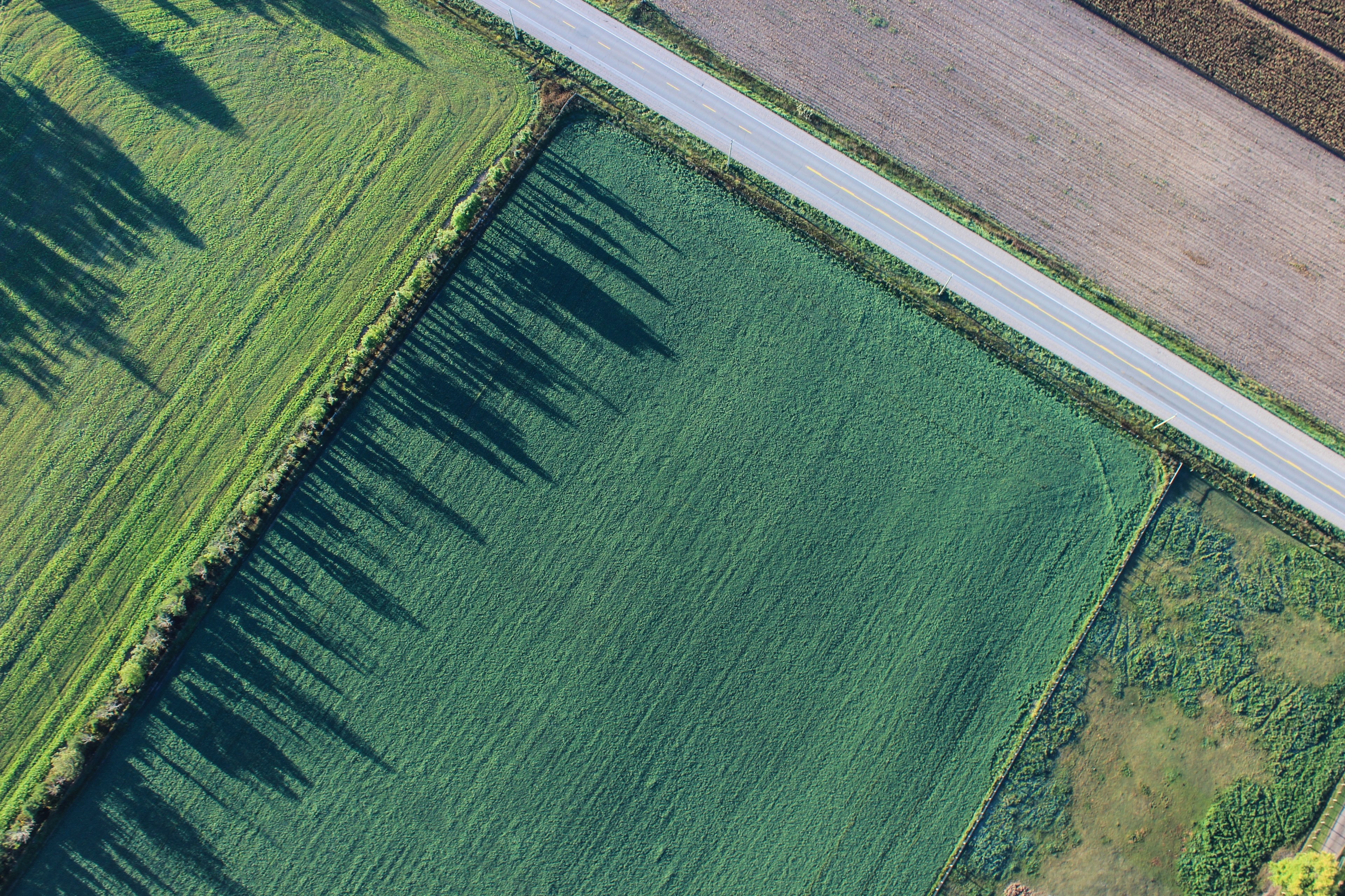 field farmland road and tree 4k, HD Wallpaper
