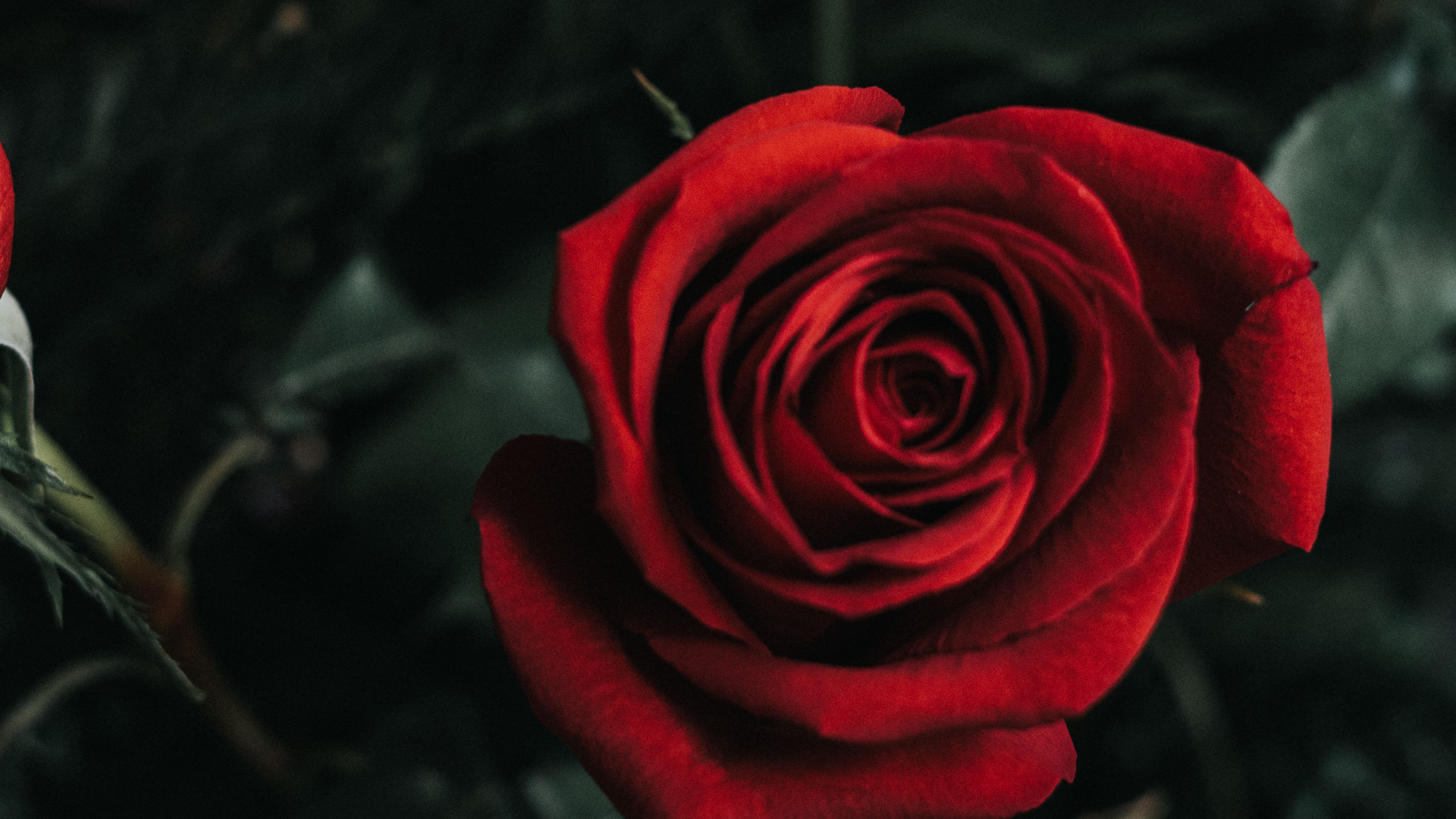 rose, flower, bud, red, 4k, HD Wallpaper