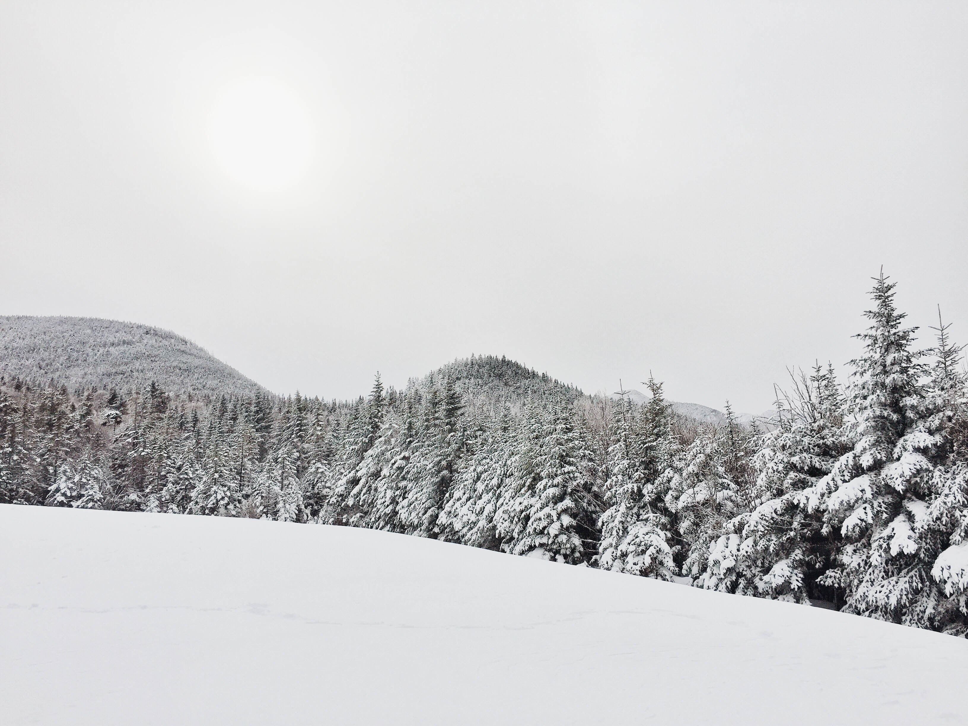 snow covered hill and forest in gray scale, _snow covered hill in gray scale 4k, HD Wallpaper