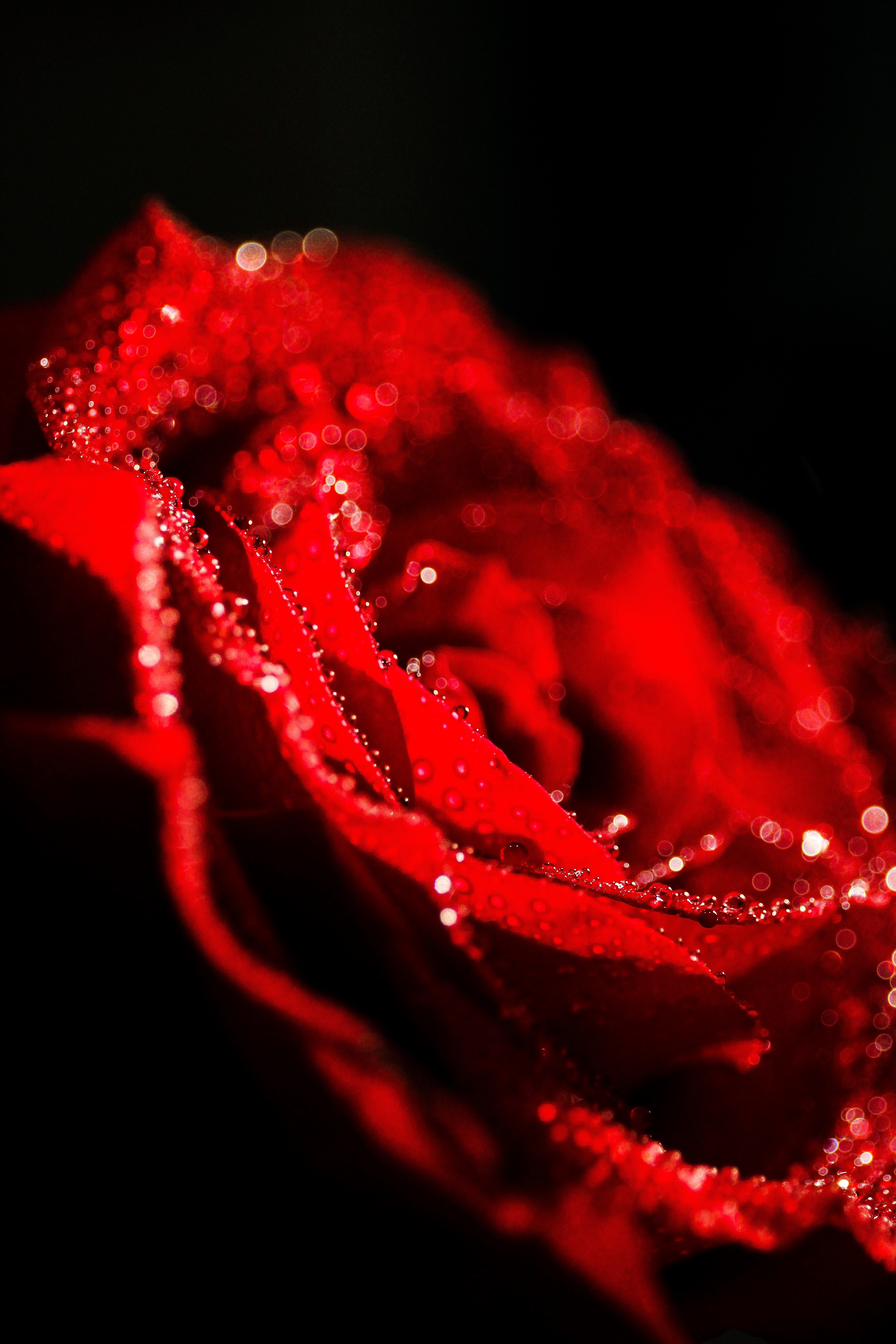 a macro shot of a deep red rose with little dew droplets, red rose in bokeh 4k, Phone HD Wallpaper