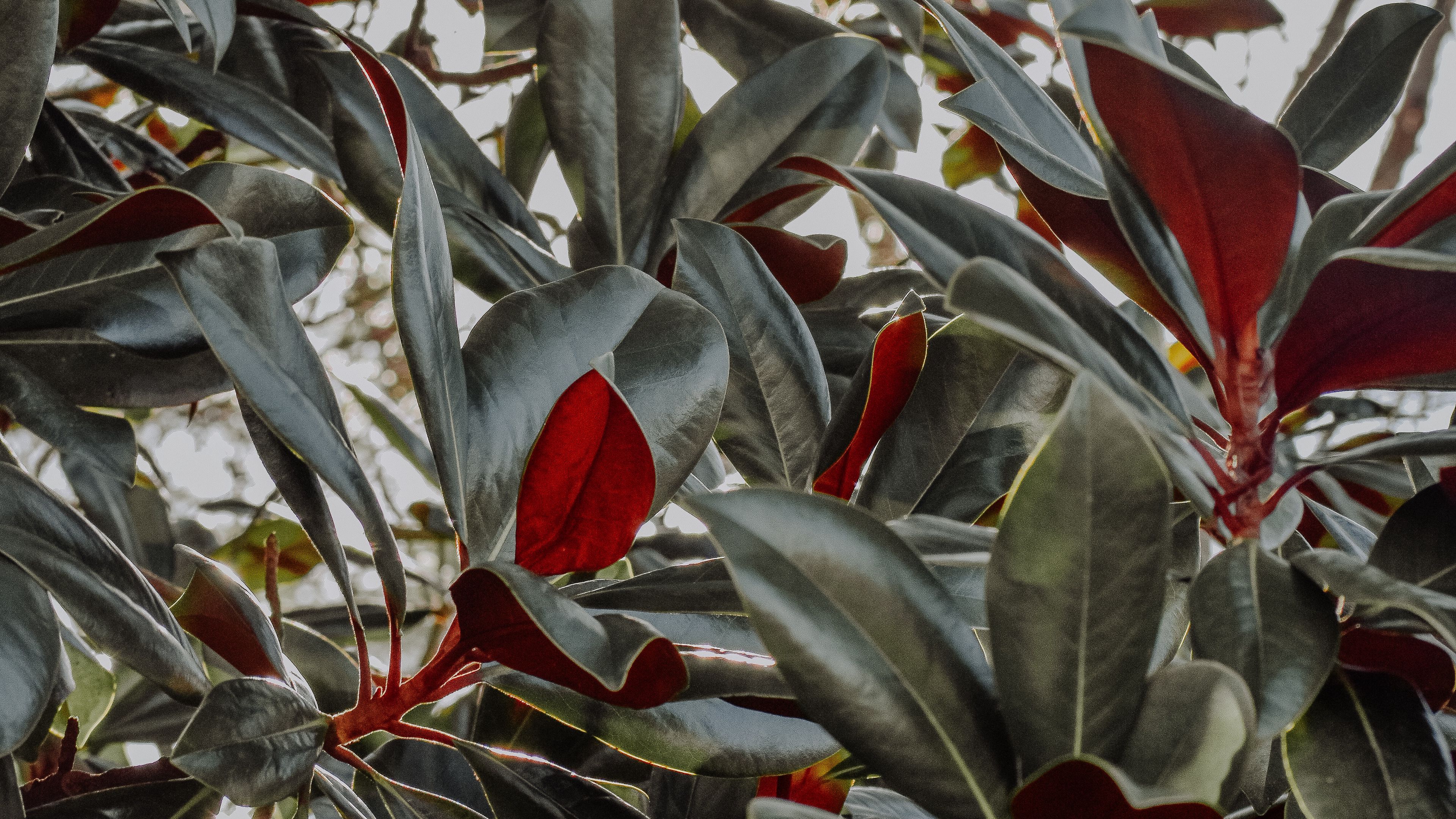 plant, branches, sunlight, 4k, HD Wallpaper