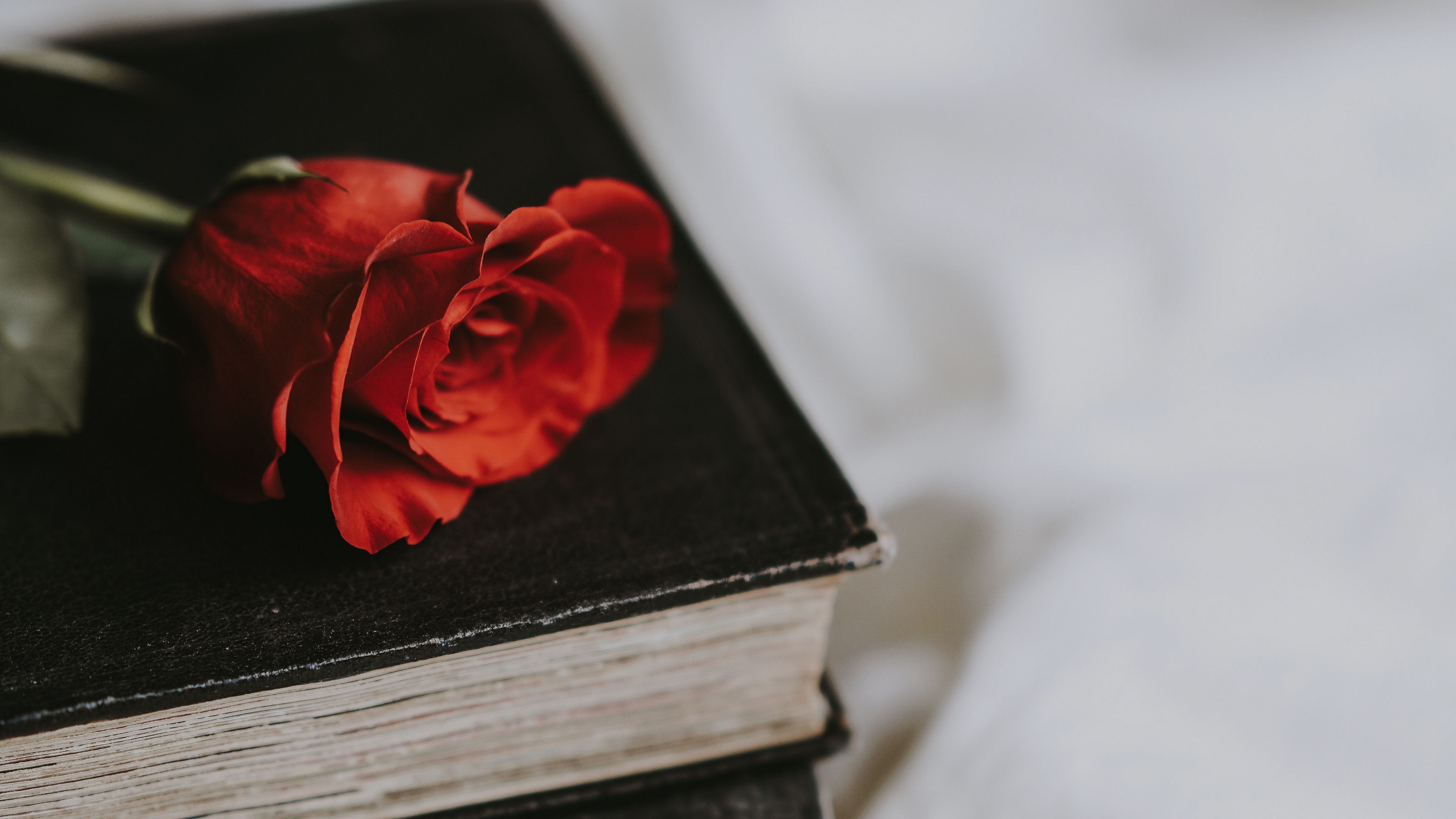 rose, book, flower, blur, 4k, HD Wallpaper