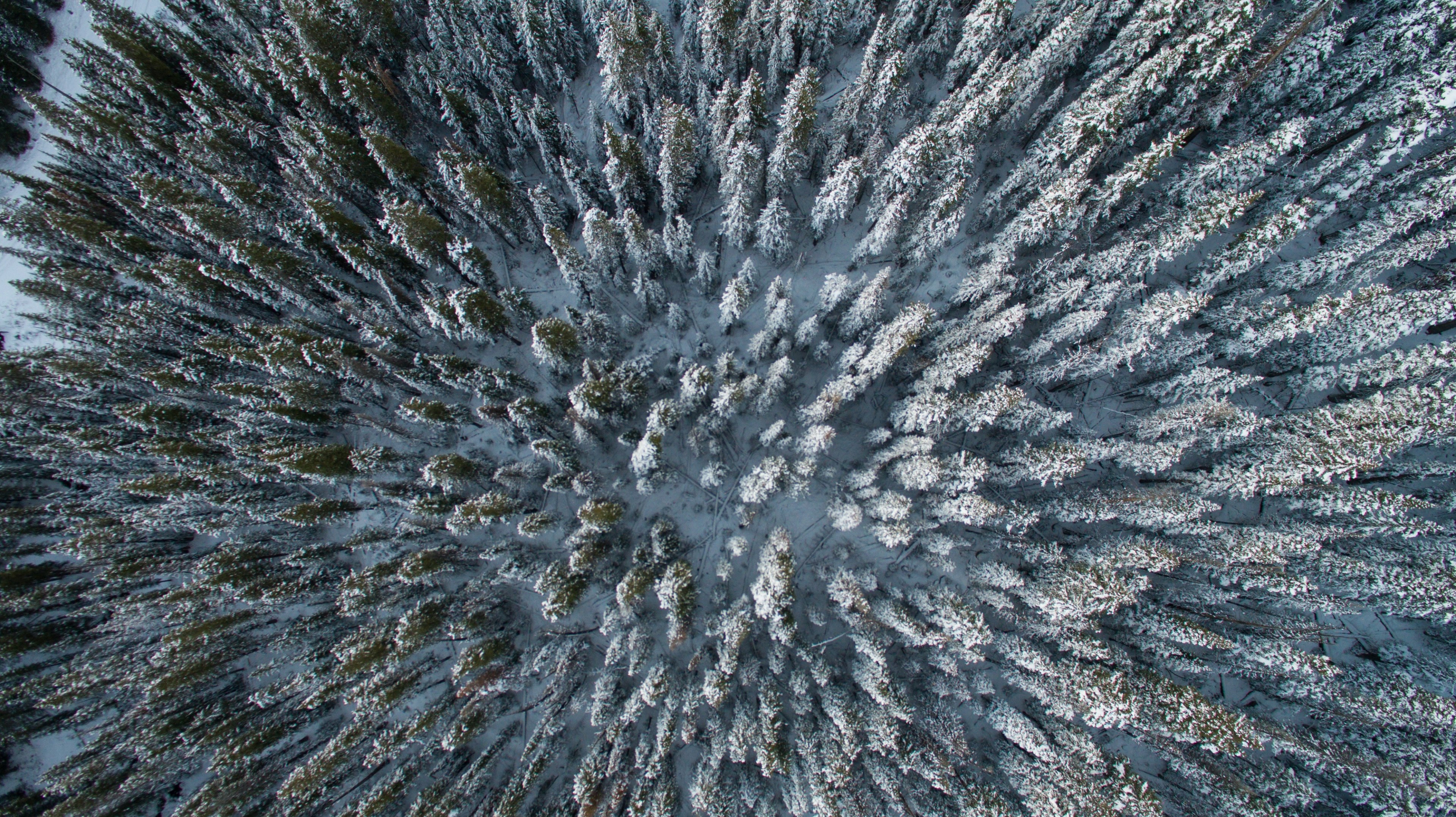 an aerial shot of the snow capped treetops of conifers in a forest, wintry evergreen forest from above 4k, HD Wallpaper