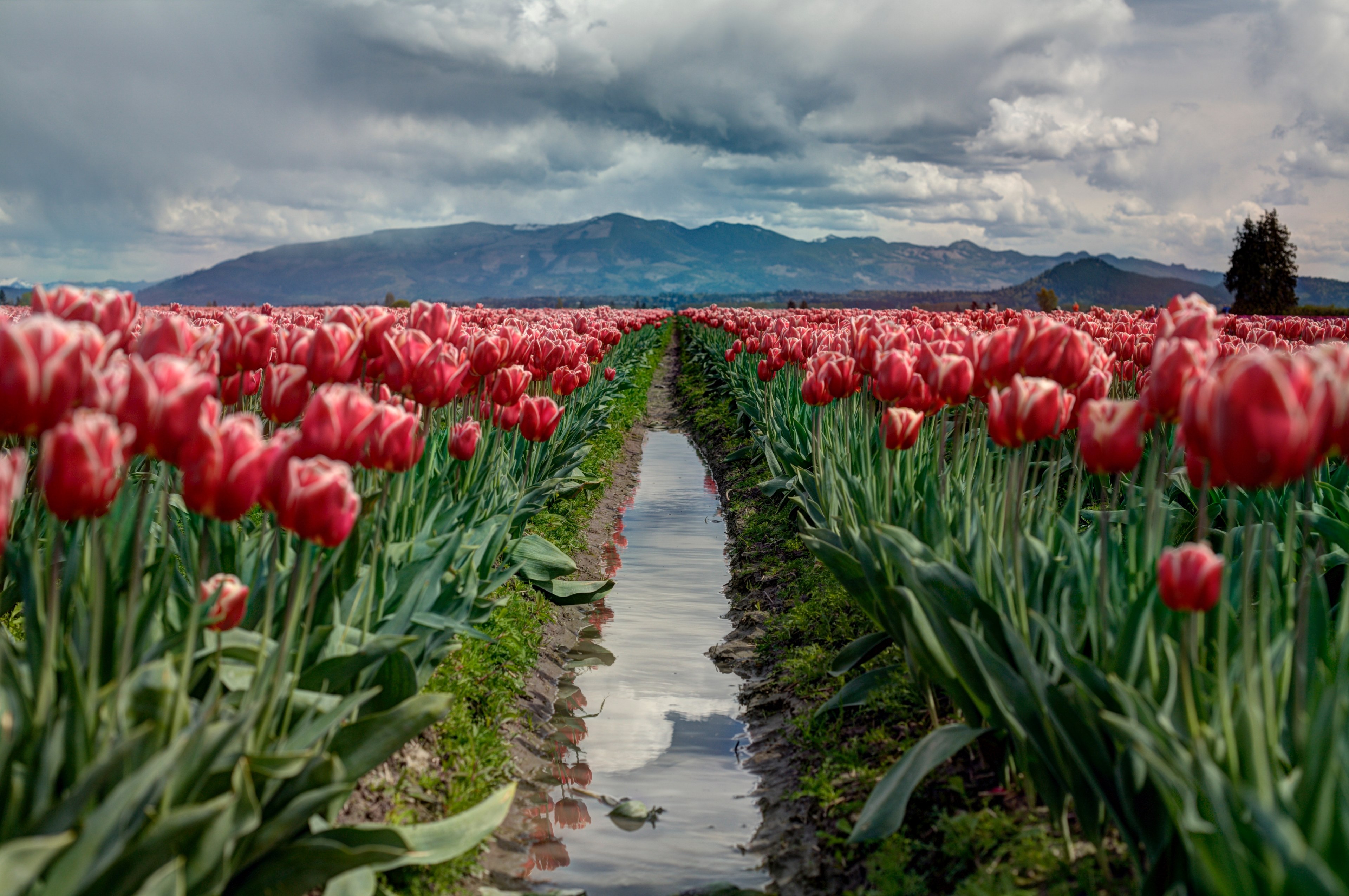 walking path leads through a field of tulips to the mountains, surreal natural walking path 4k, HD Wallpaper