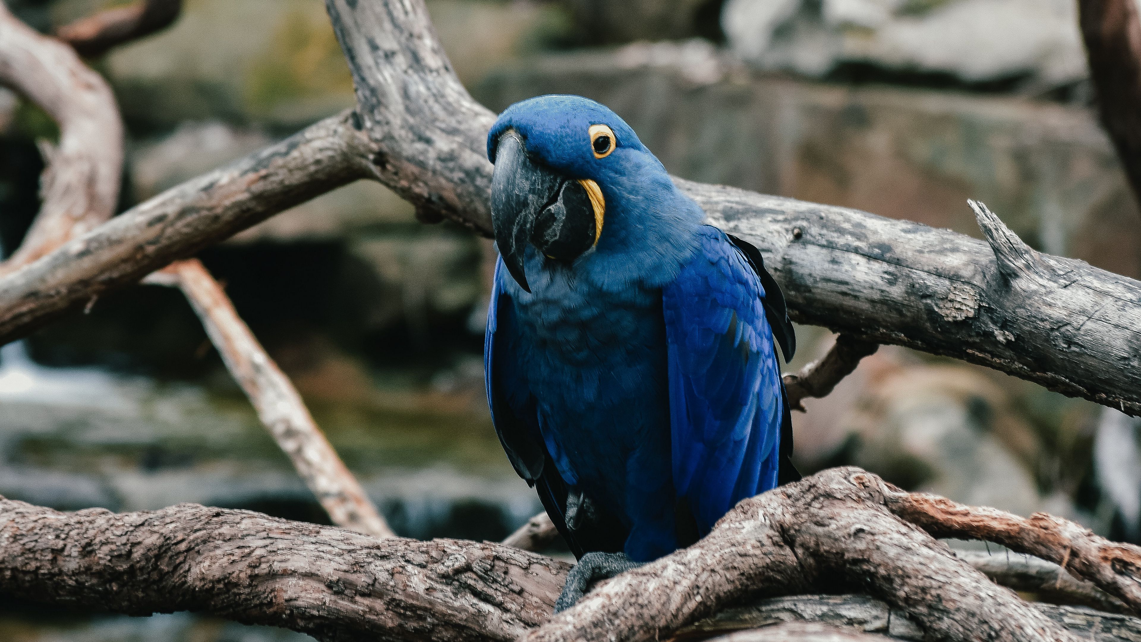 parrot, blue, bird, 4k, HD Wallpaper