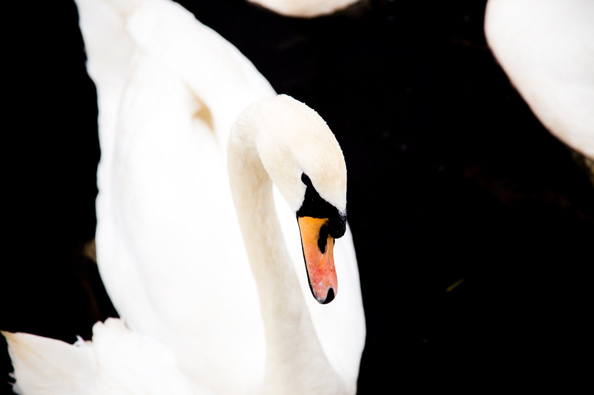 swan bird water and aquatic bird 4k, HD Wallpaper