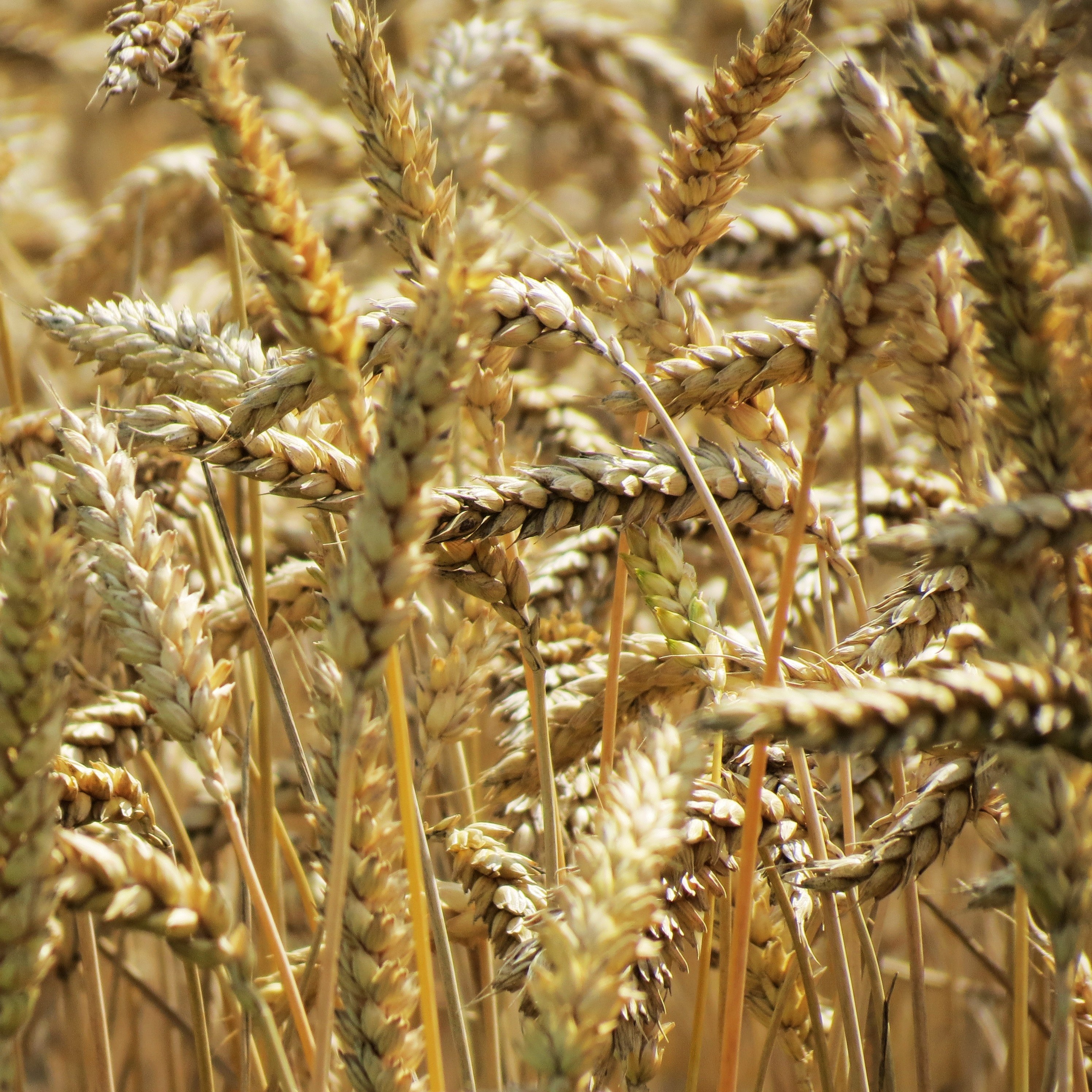 a close up of a series of golden ears of barley, sunlit golden barley ears 4k, HD Wallpaper