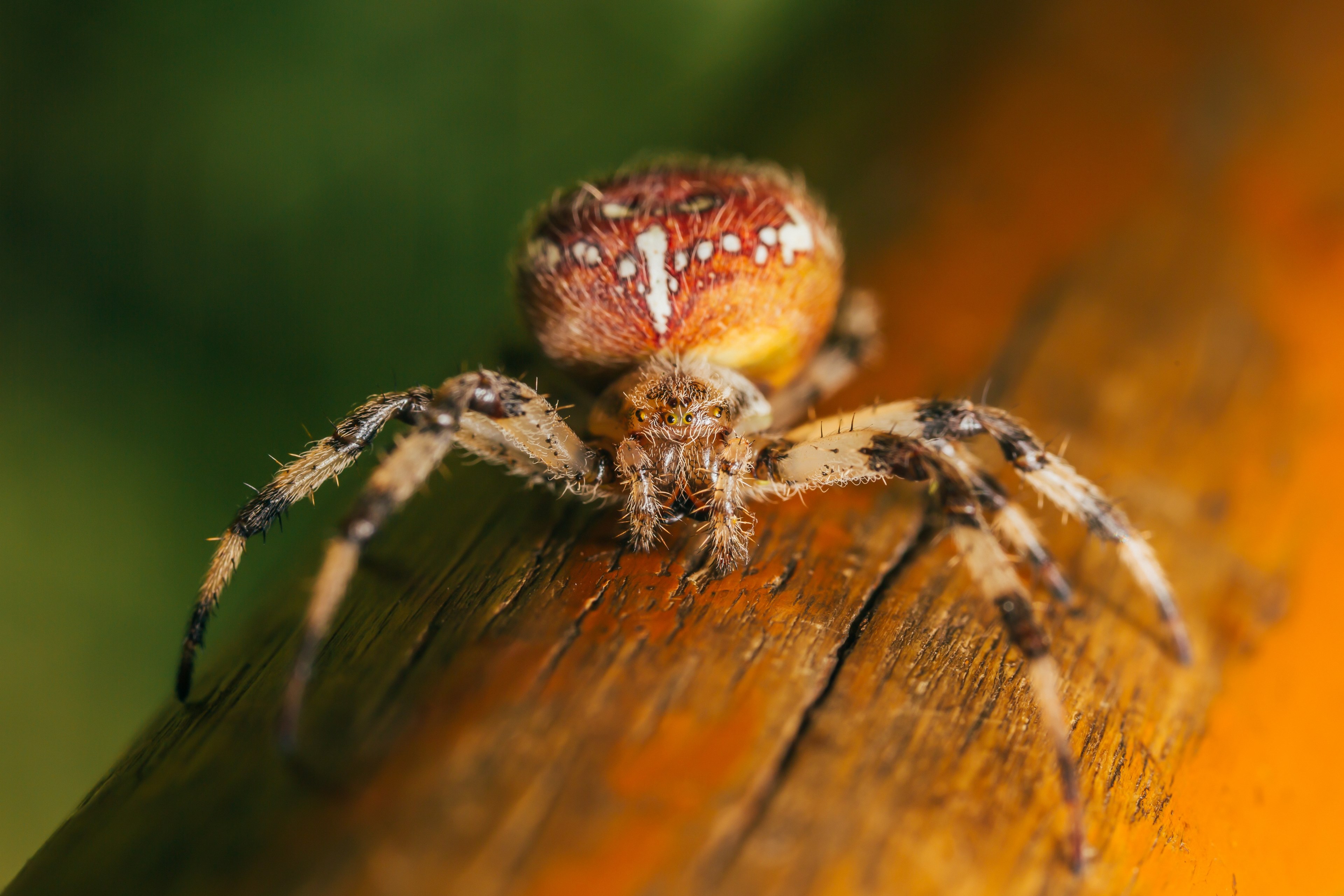 spider insect closeup and arachnid 4k, HD Wallpaper