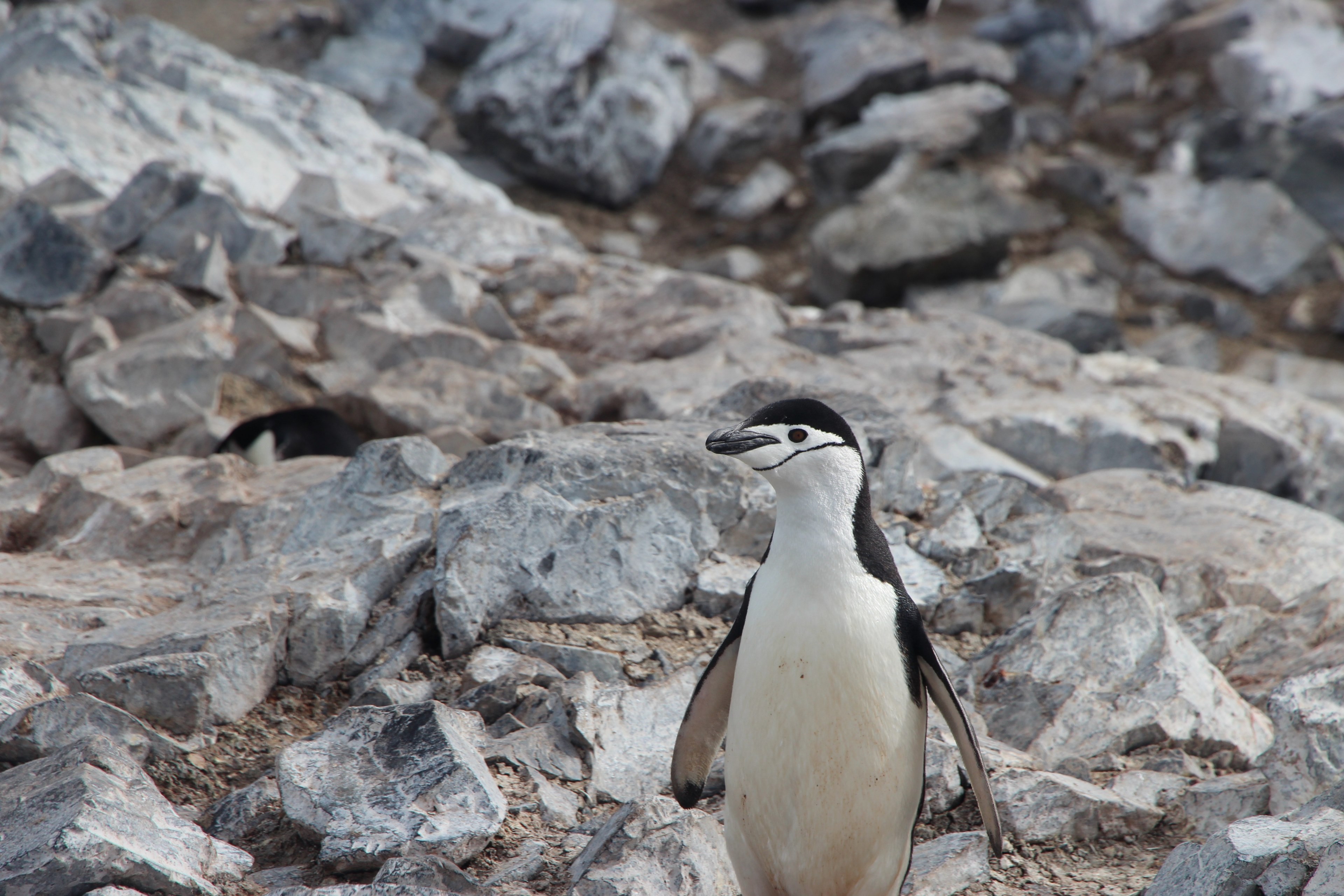 a penguin walking besides rocky mounds, penguin by the rocks 4k, HD Wallpaper