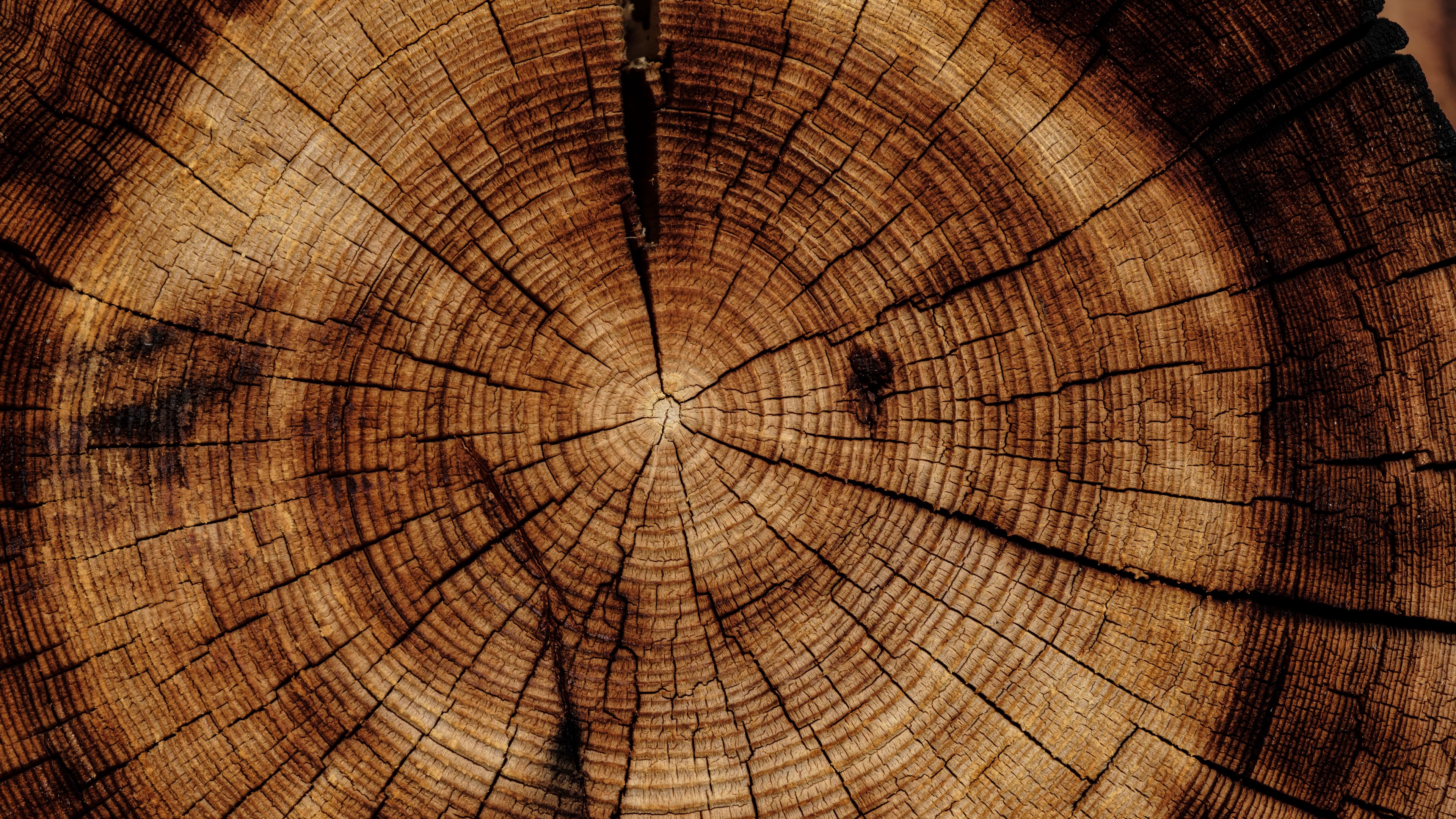 trunk, tree, texture, 4k, HD Wallpaper