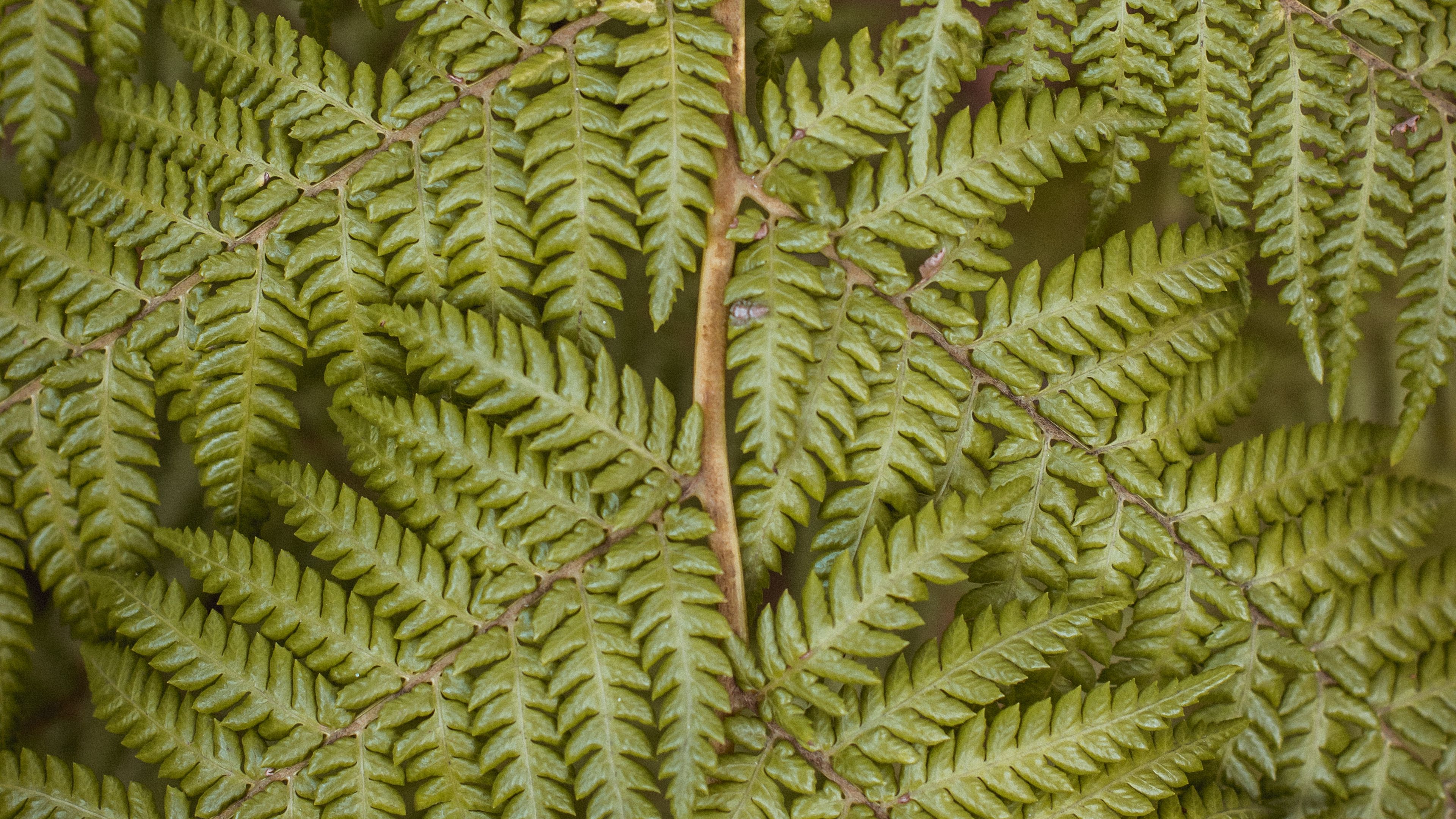 fern, leaves, plant, 4k, HD Wallpaper