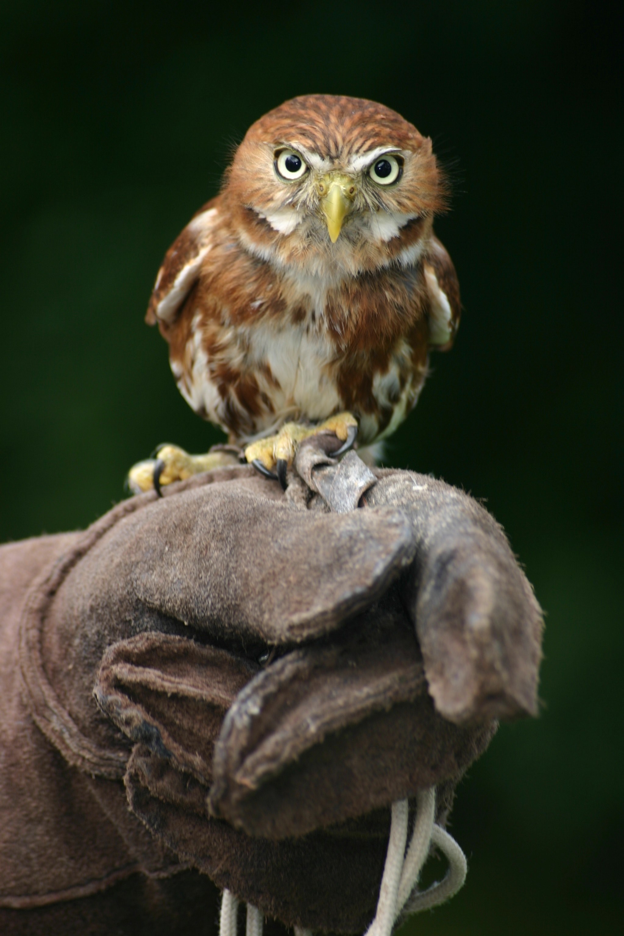 owl feather beak and bird hd, 4k, Phone HD Wallpaper