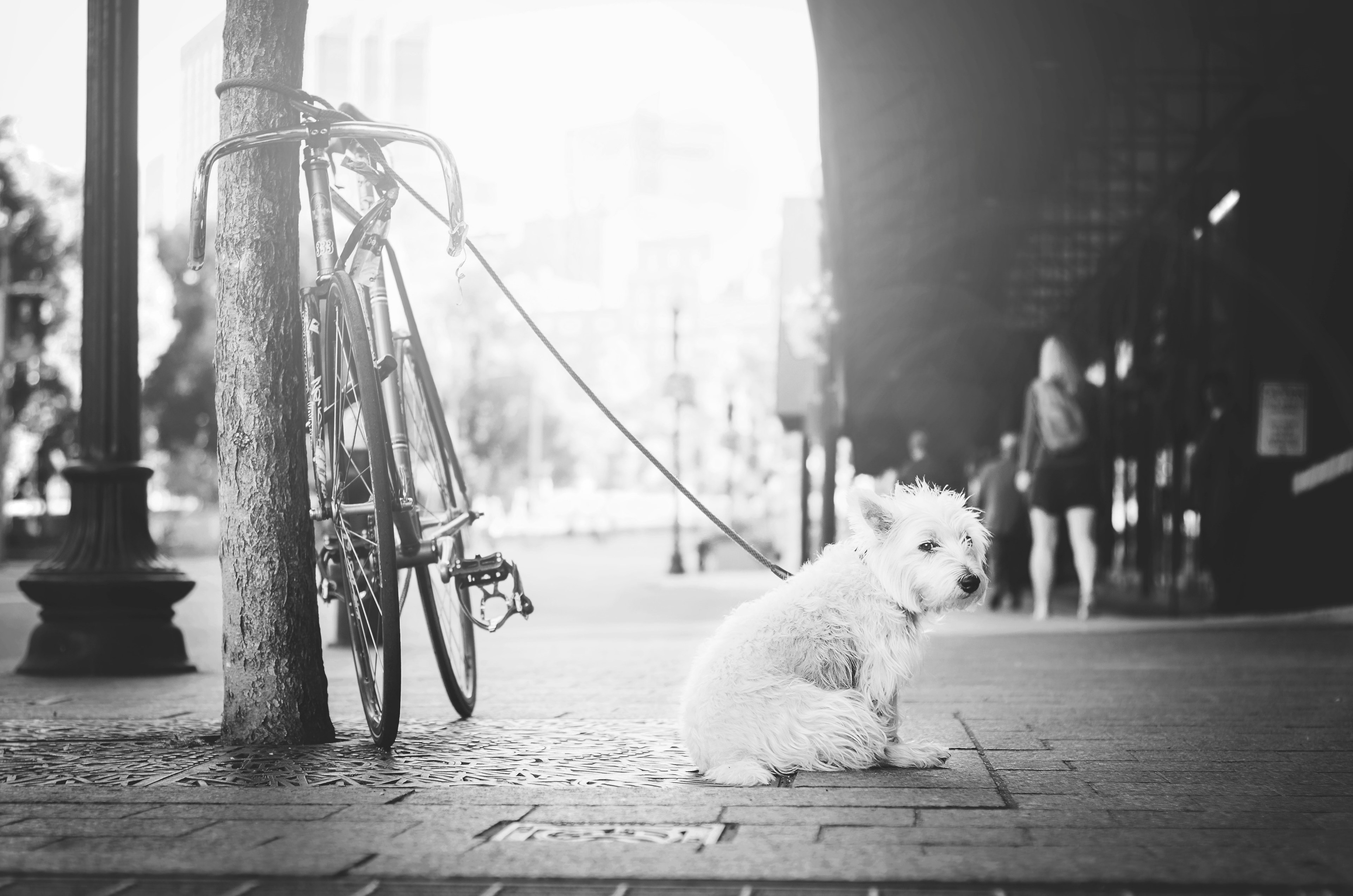 black and white shot of dog outside on leash waiting for owner near bike boston common, dog waits for owner on leash 4k, HD Wallpaper