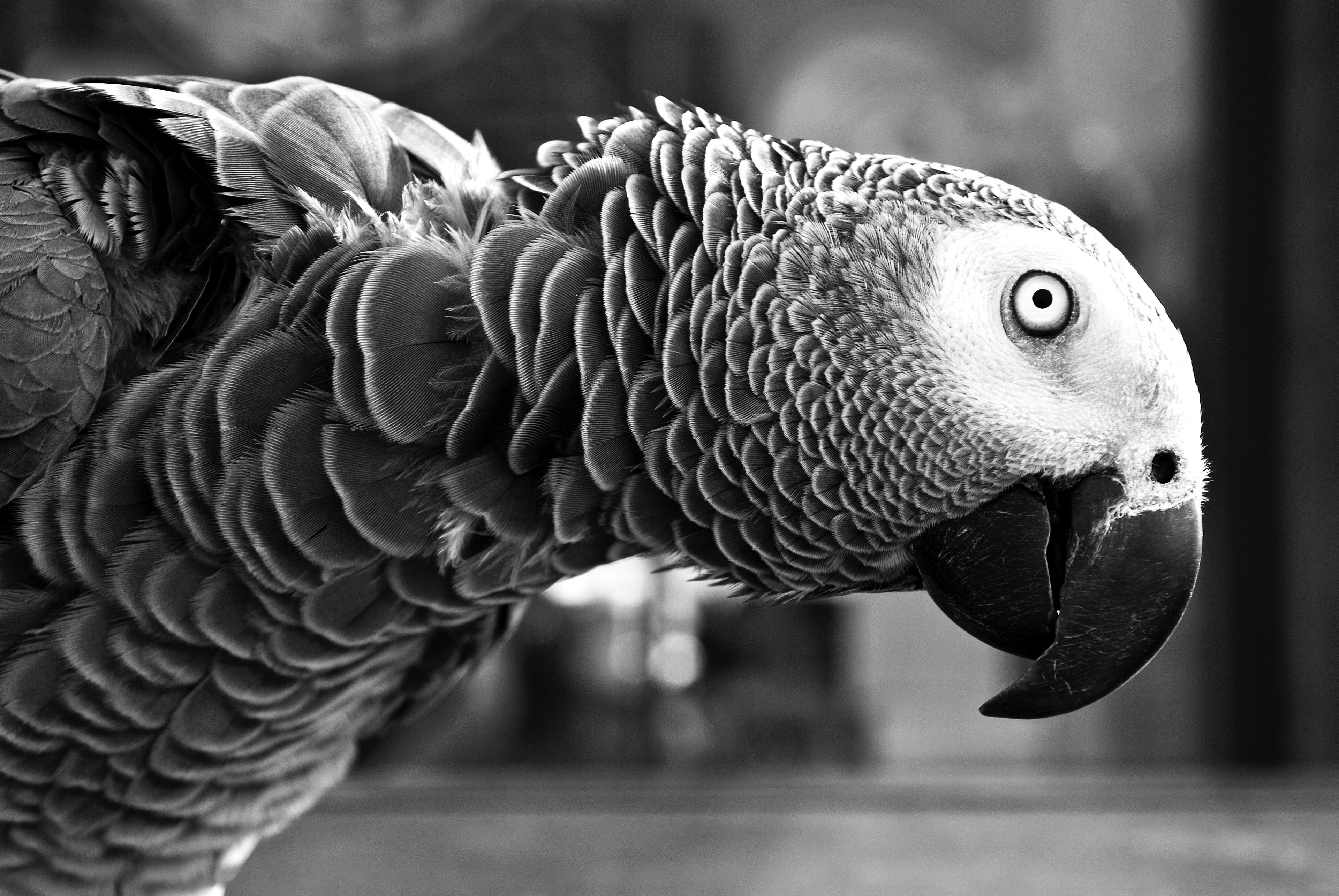 black and white macro shot of parrot at pike place market, monochrome parrot macro 4k, HD Wallpaper