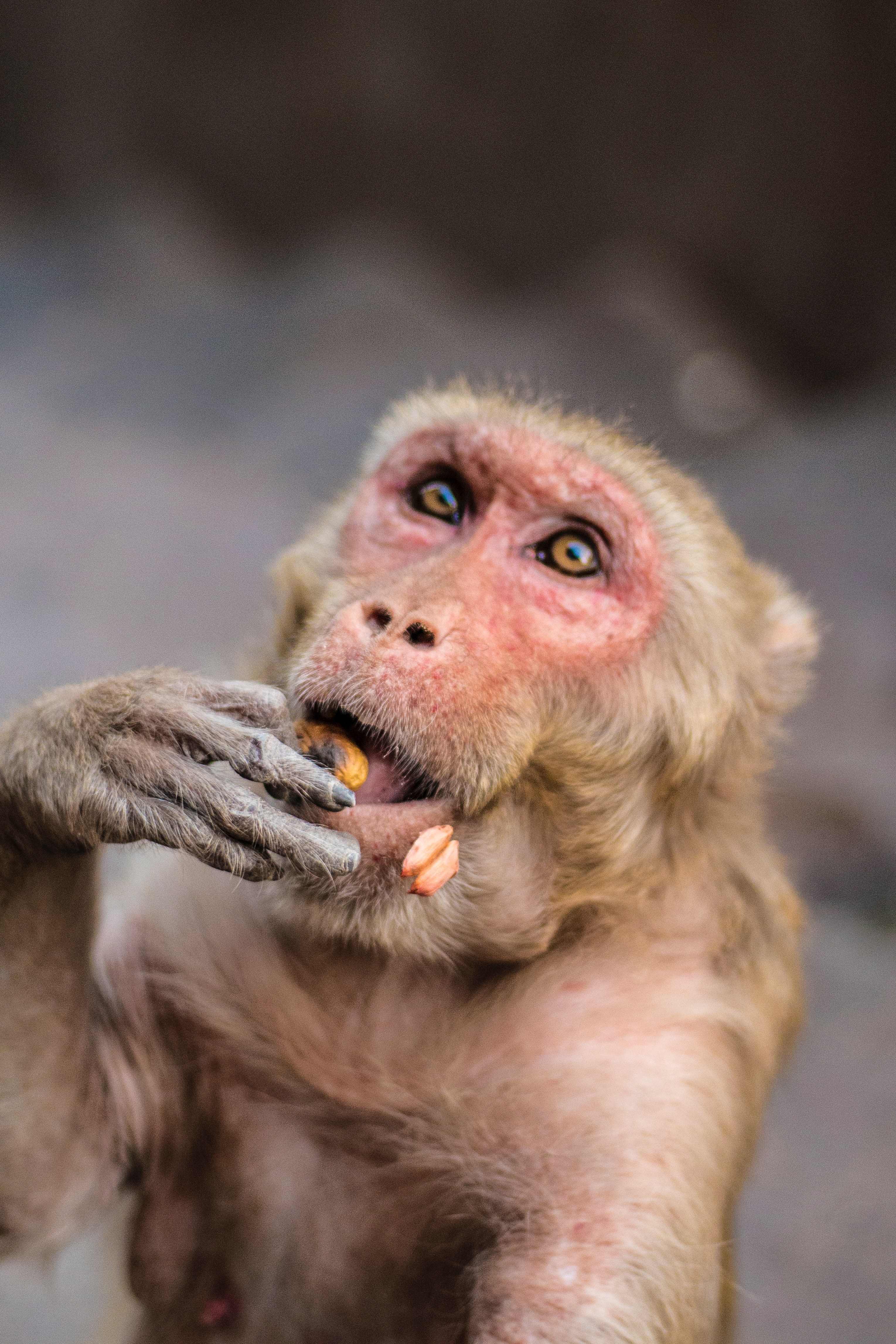 monkey ape eating and portrait hd, 4k, Phone HD Wallpaper