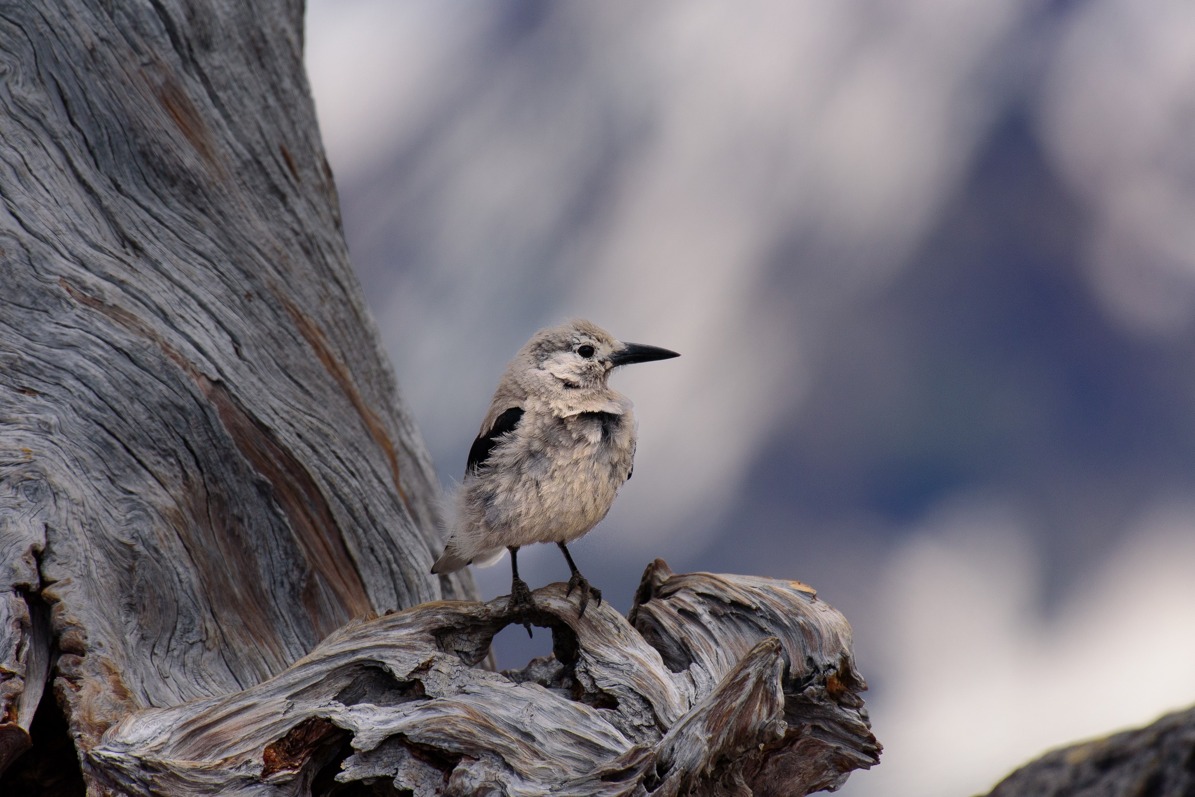 bird animal feather and tree 4k, HD Wallpaper
