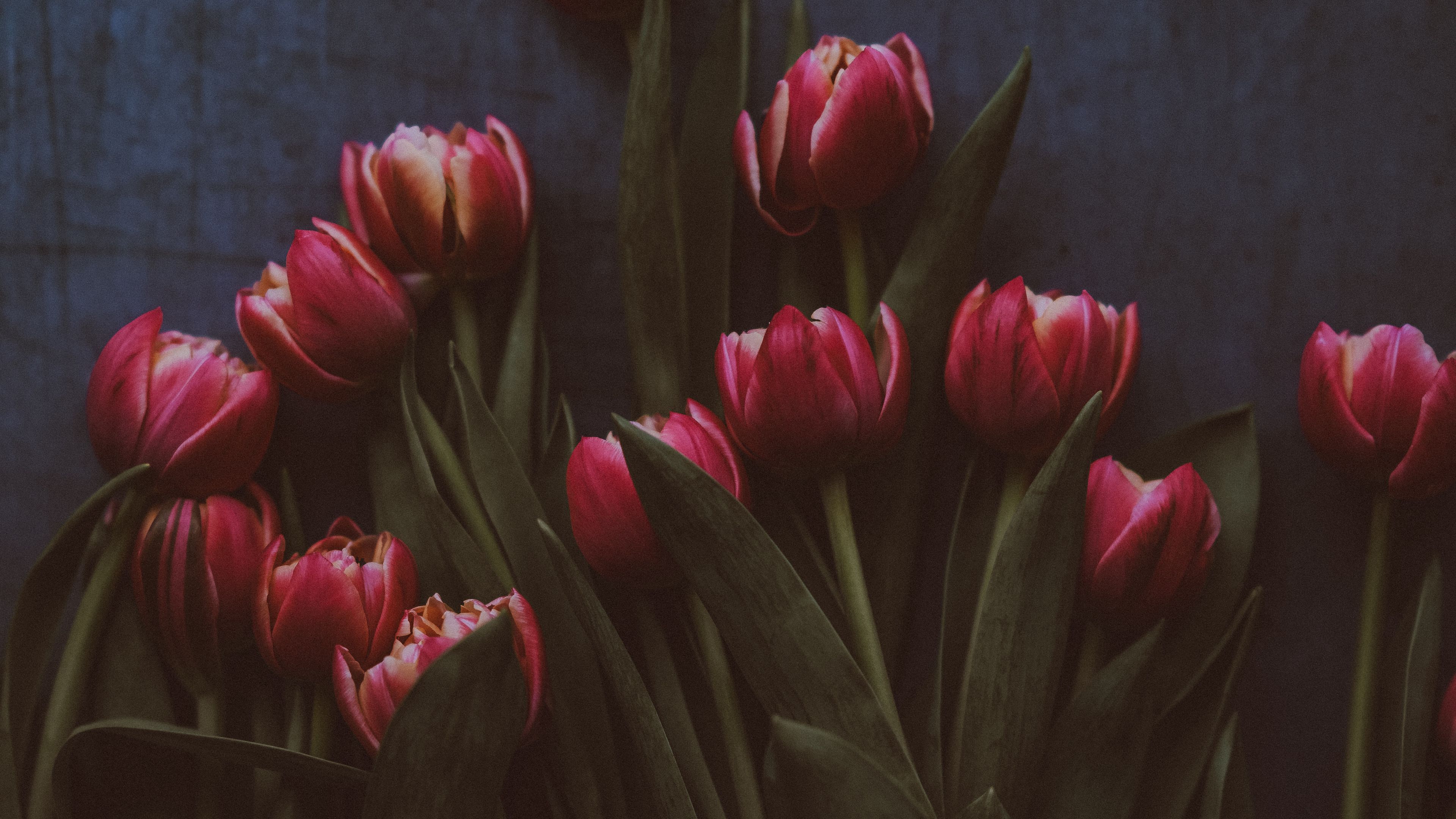 tulips, flowers, bouquet, 4k, HD Wallpaper