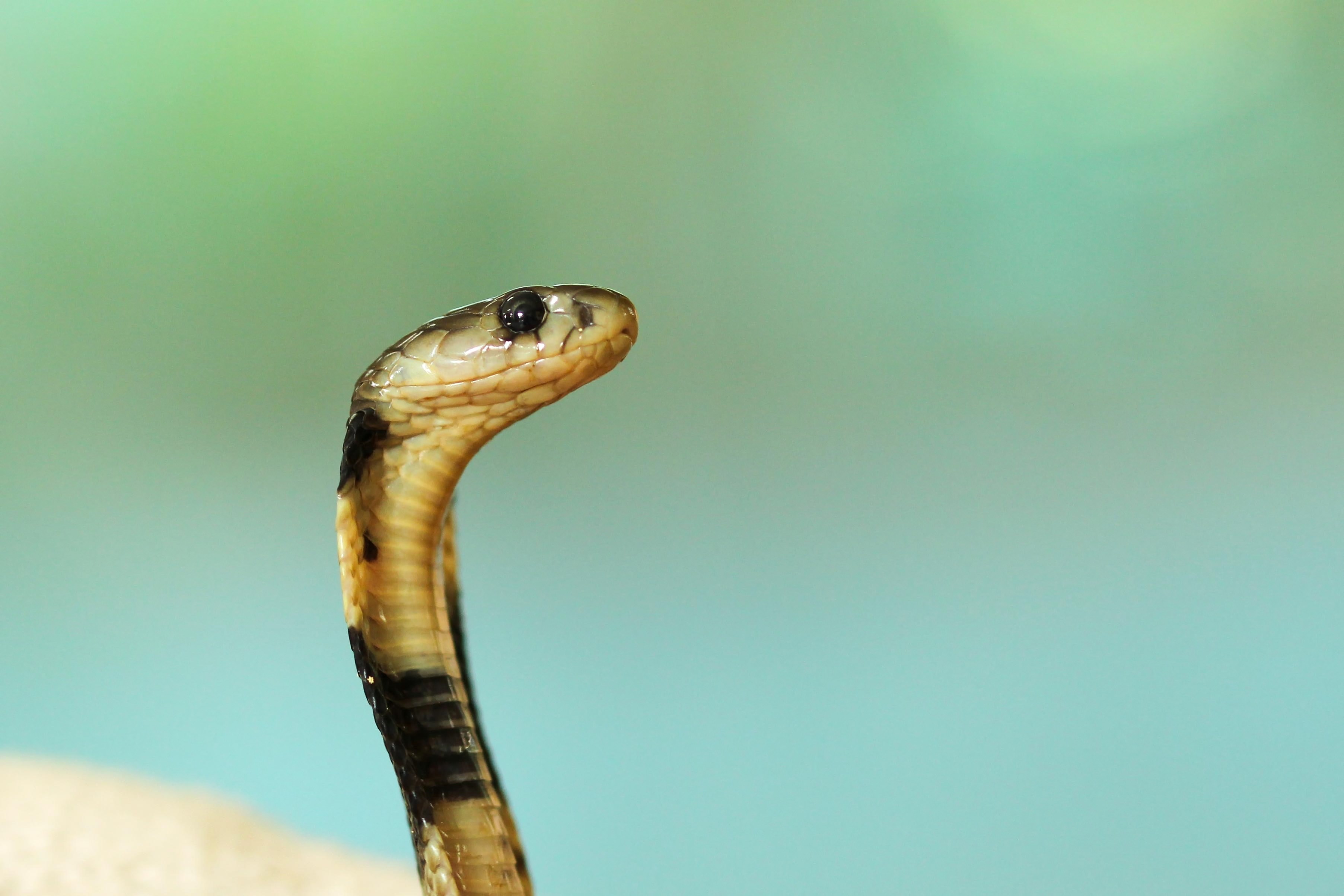 the view of the head of a deadly cobra snake on alert in tainan city, view of deadly cobra snake 4k, HD Wallpaper
