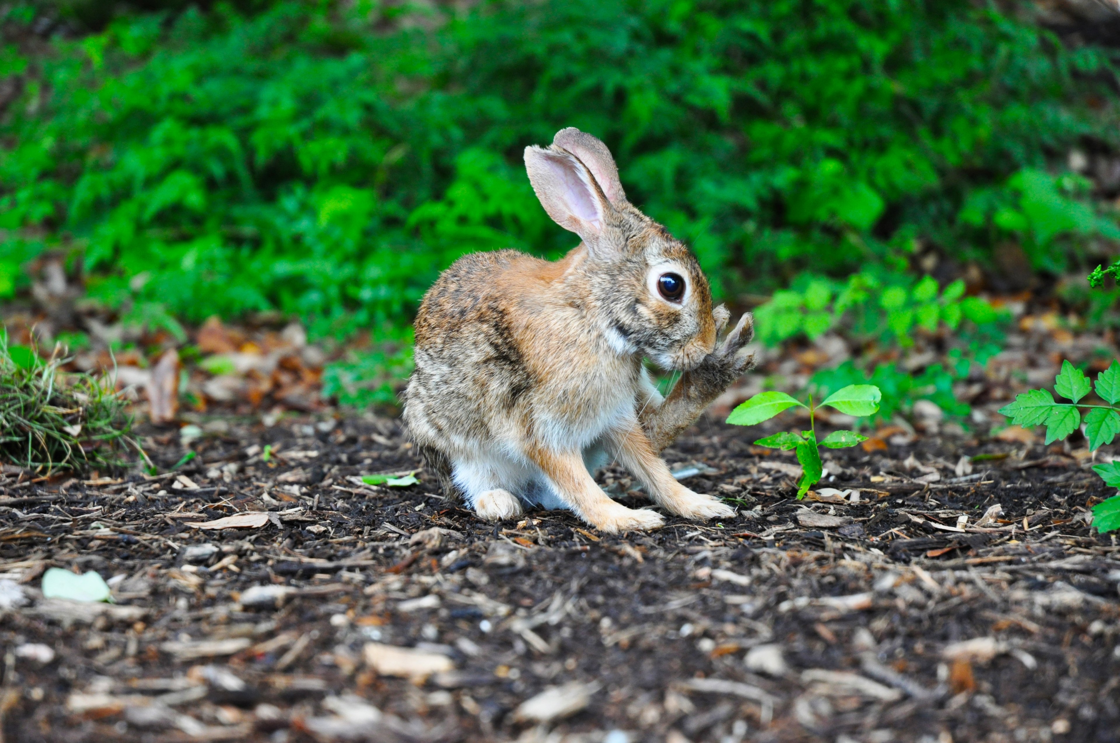 scared bunny rabbit stands still in the dirt, cute bunny 4k, HD Wallpaper