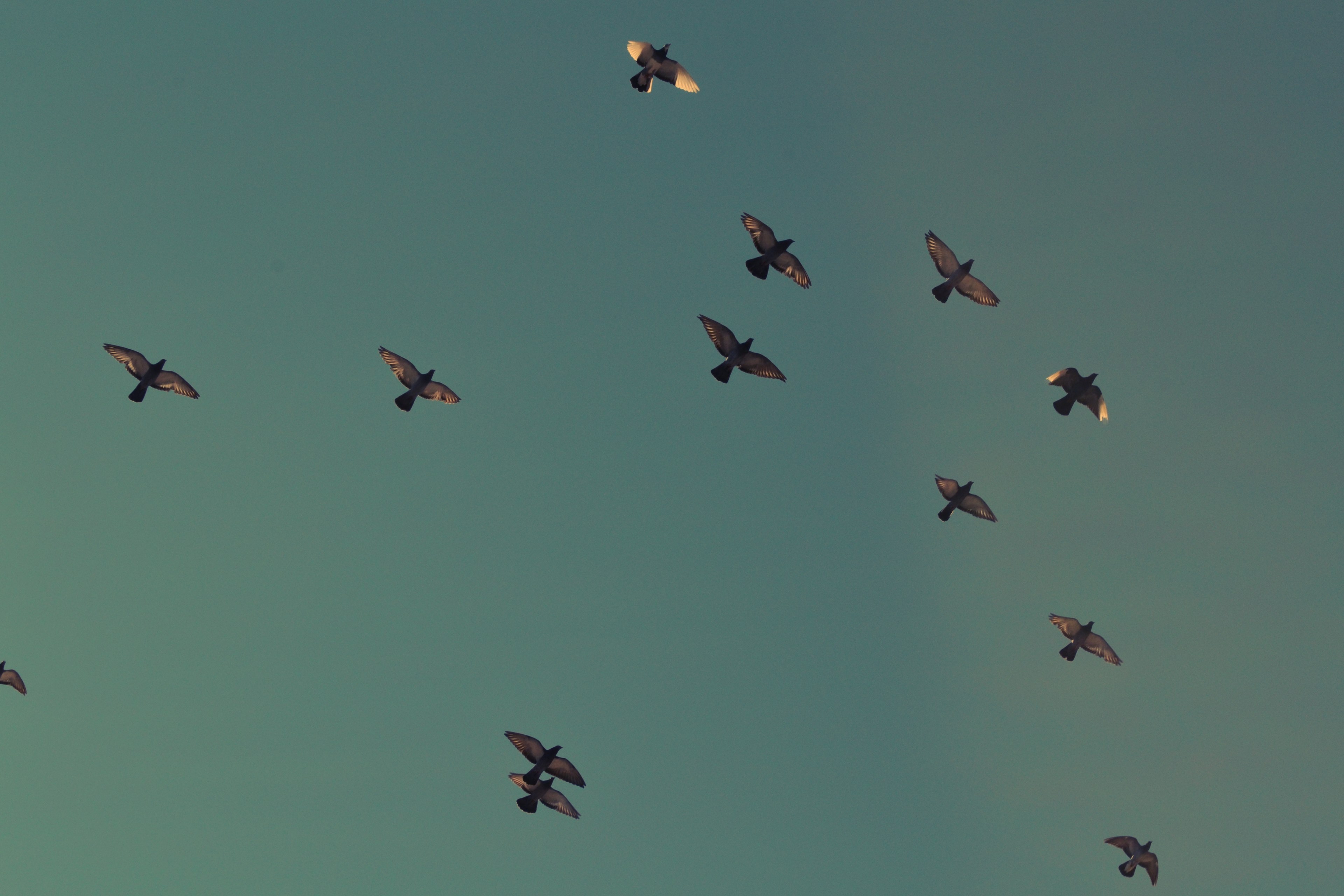 a flock of pigeons flying in the sky, flock of pigeons 4k, HD Wallpaper