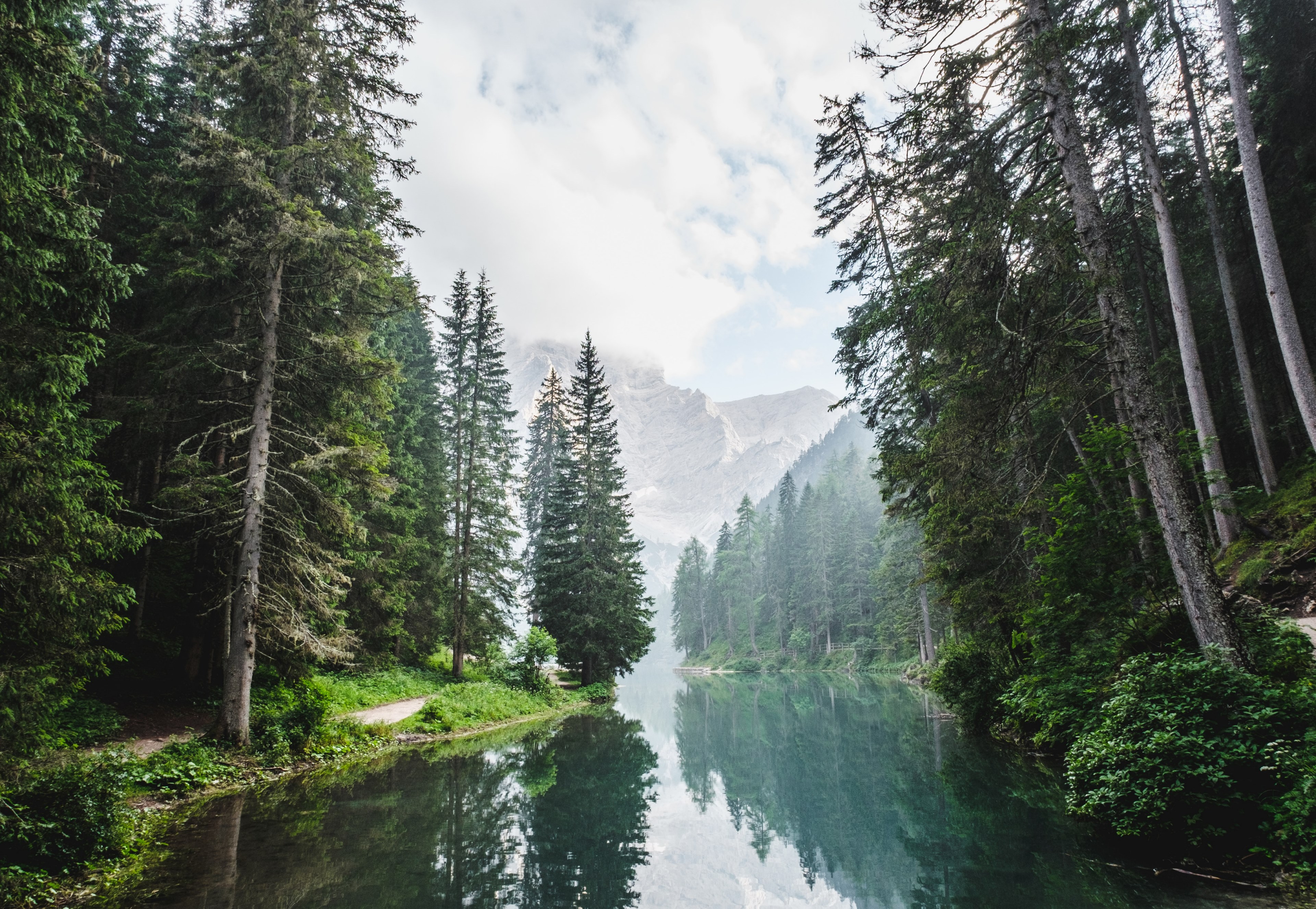 tree forest lake and river 4k, HD Wallpaper