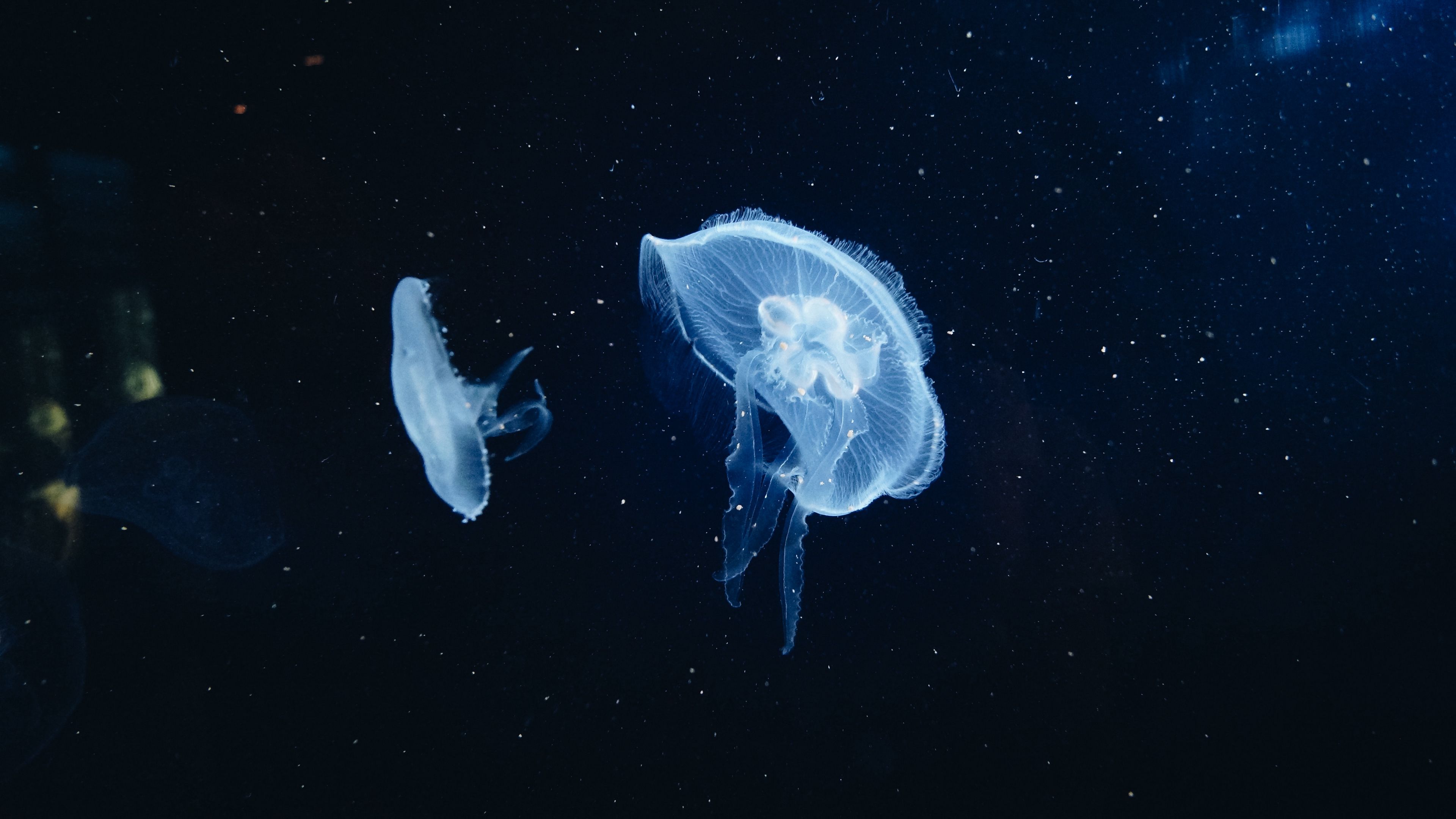 jellyfish, underwater world, tentacles, 4k, HD Wallpaper