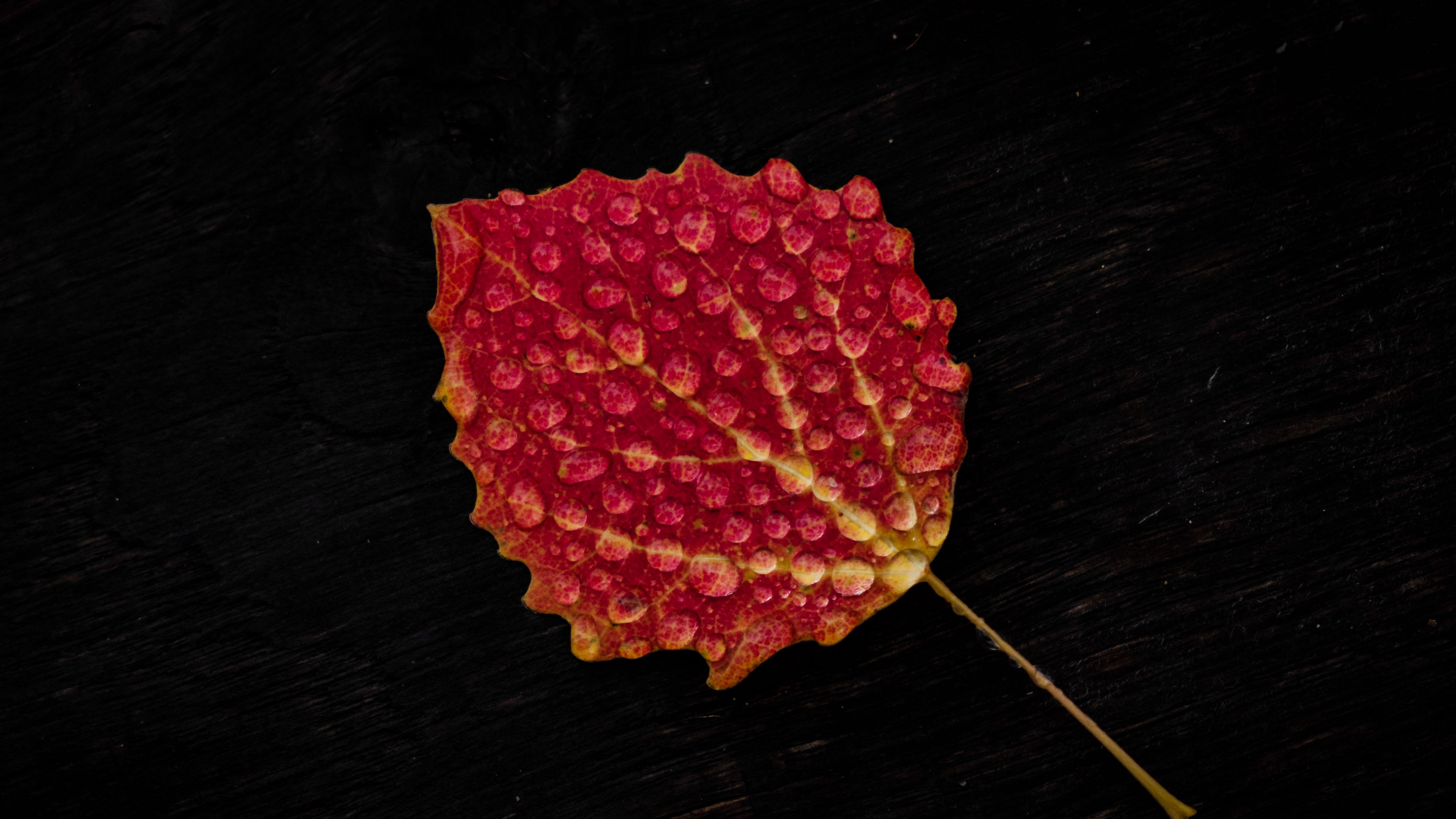 leaf, drop, red, 4k, HD Wallpaper