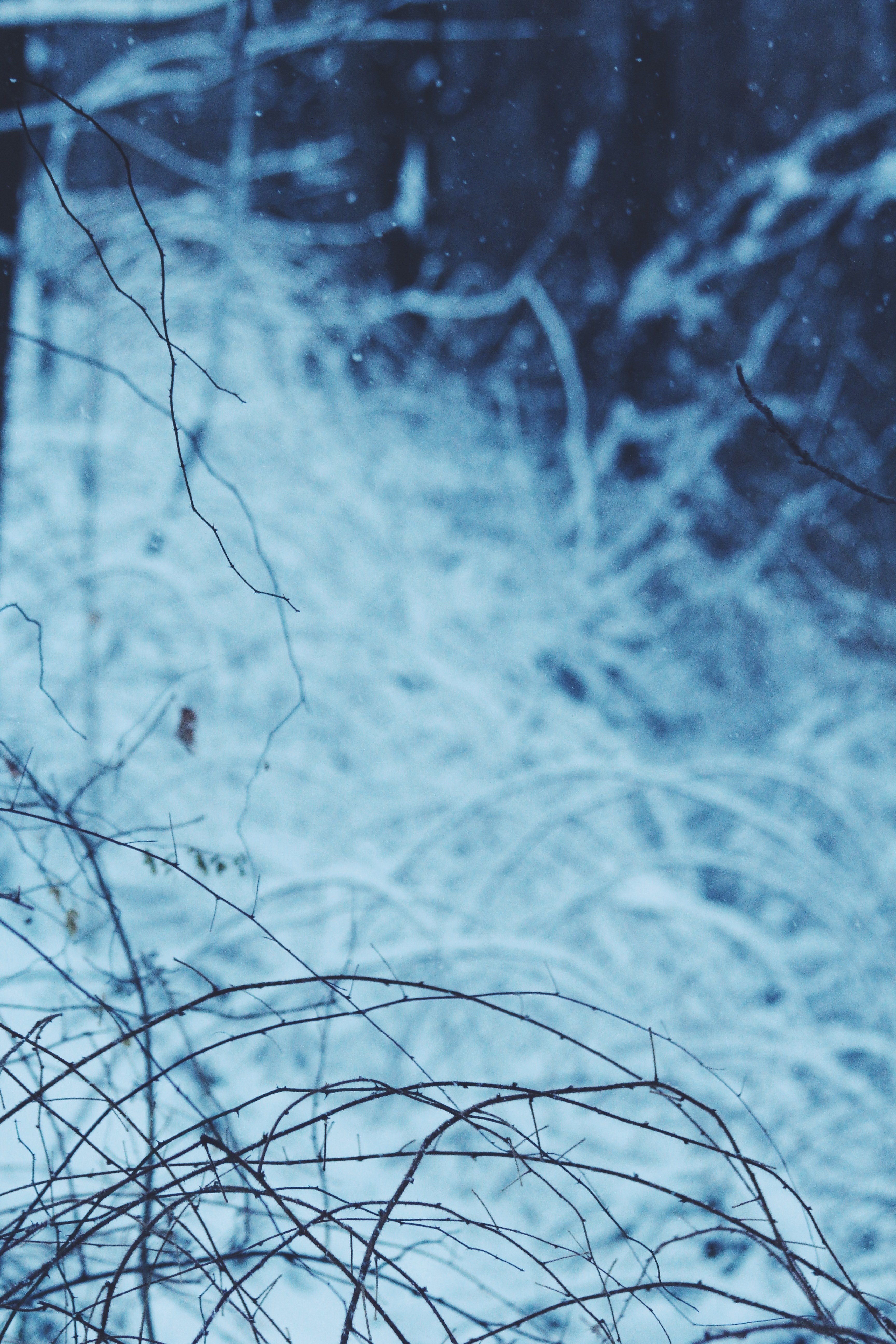 tree woodland forest and snow hd, 4k, Phone HD Wallpaper