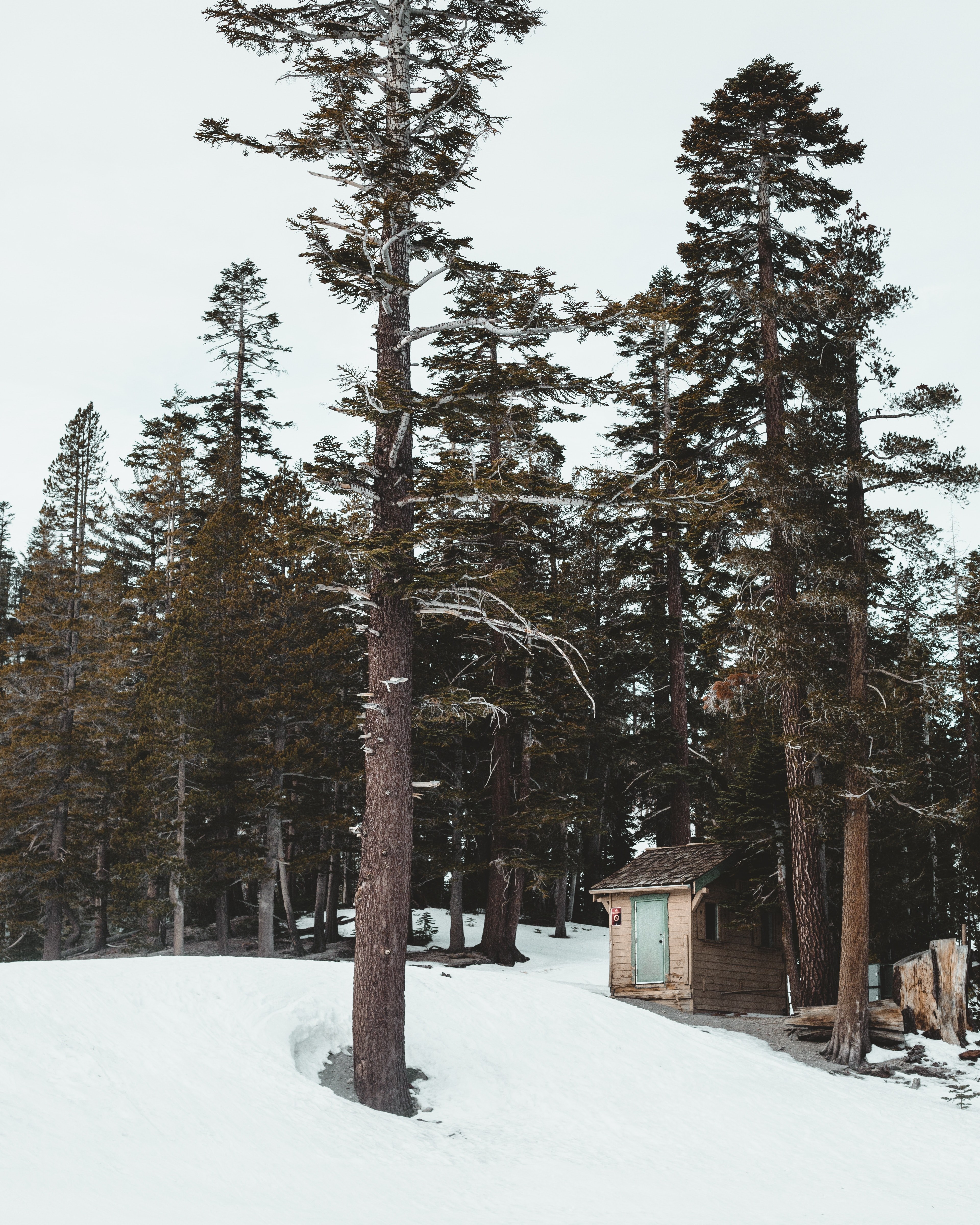tiny cabin in the woods 4k, Phone HD Wallpaper
