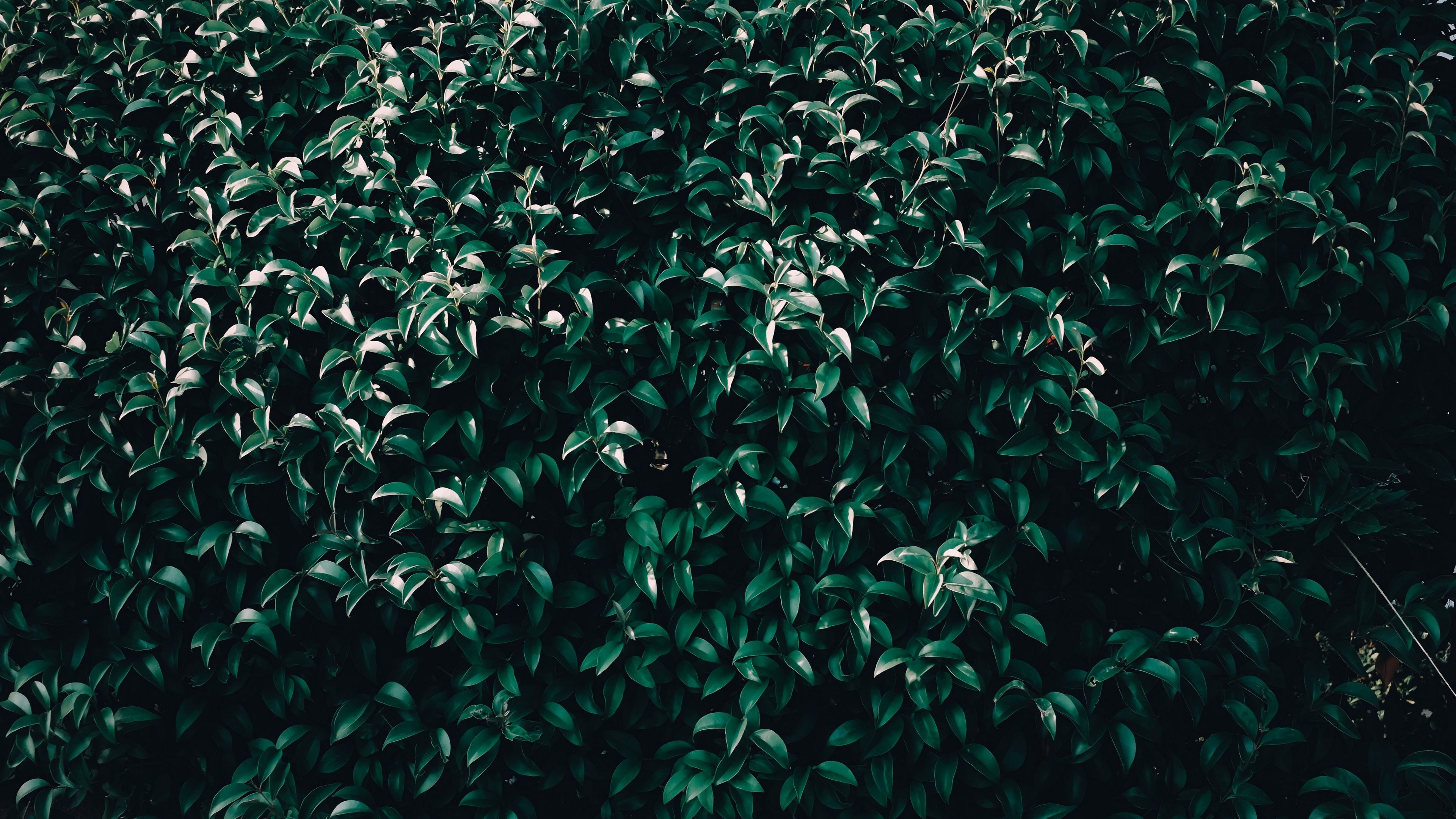 leaves, tree, branches, 4k, HD Wallpaper